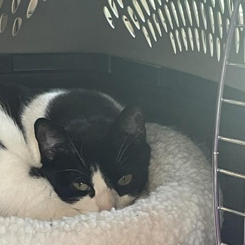 Aurora, a ADOPTABLE Domestic Short Hair in Attleboro, MA image 2/4