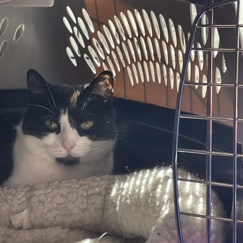 Aurora, ADOPTABLE, Young Female Domestic Short Hair.