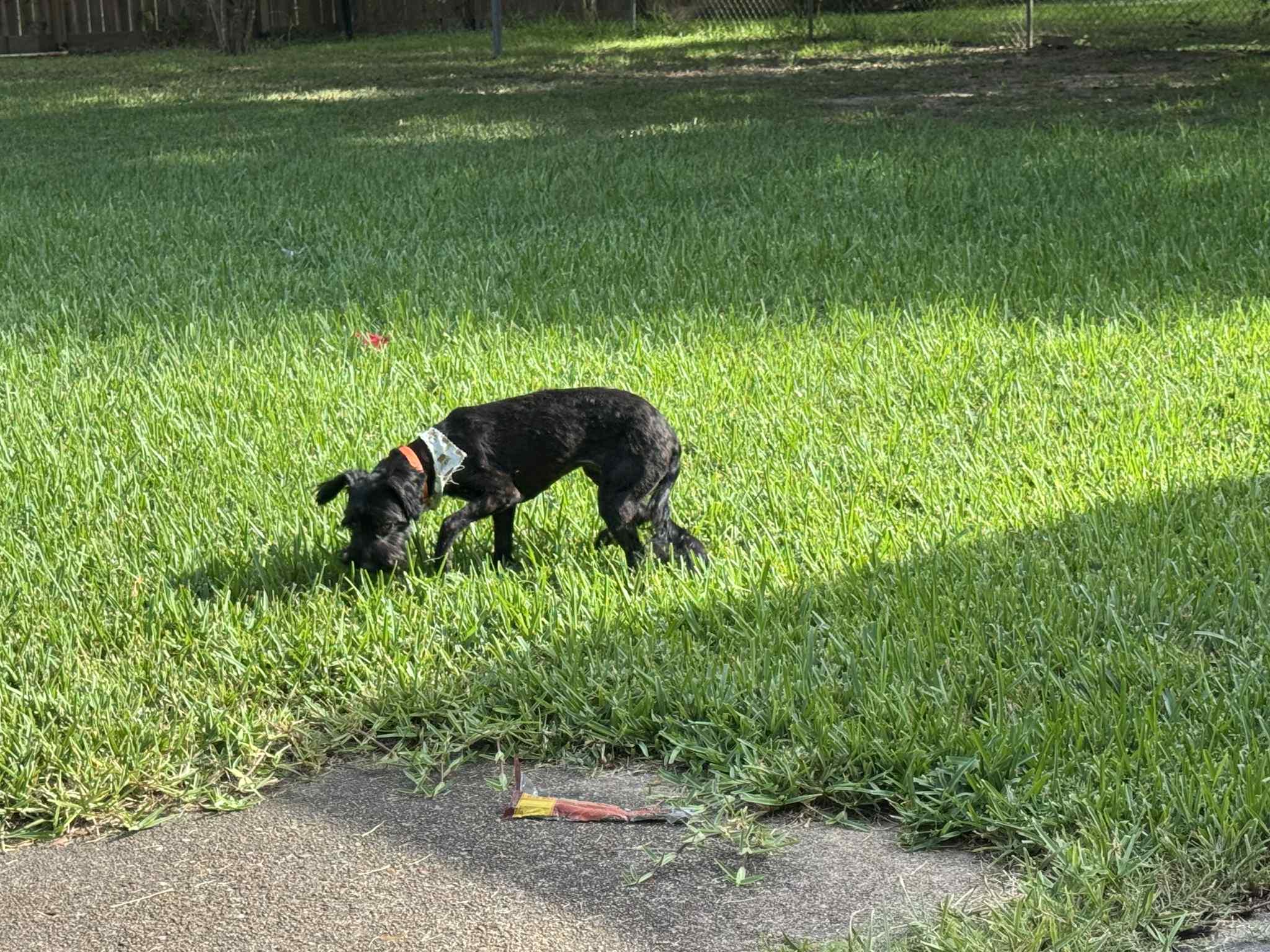 Tootsie