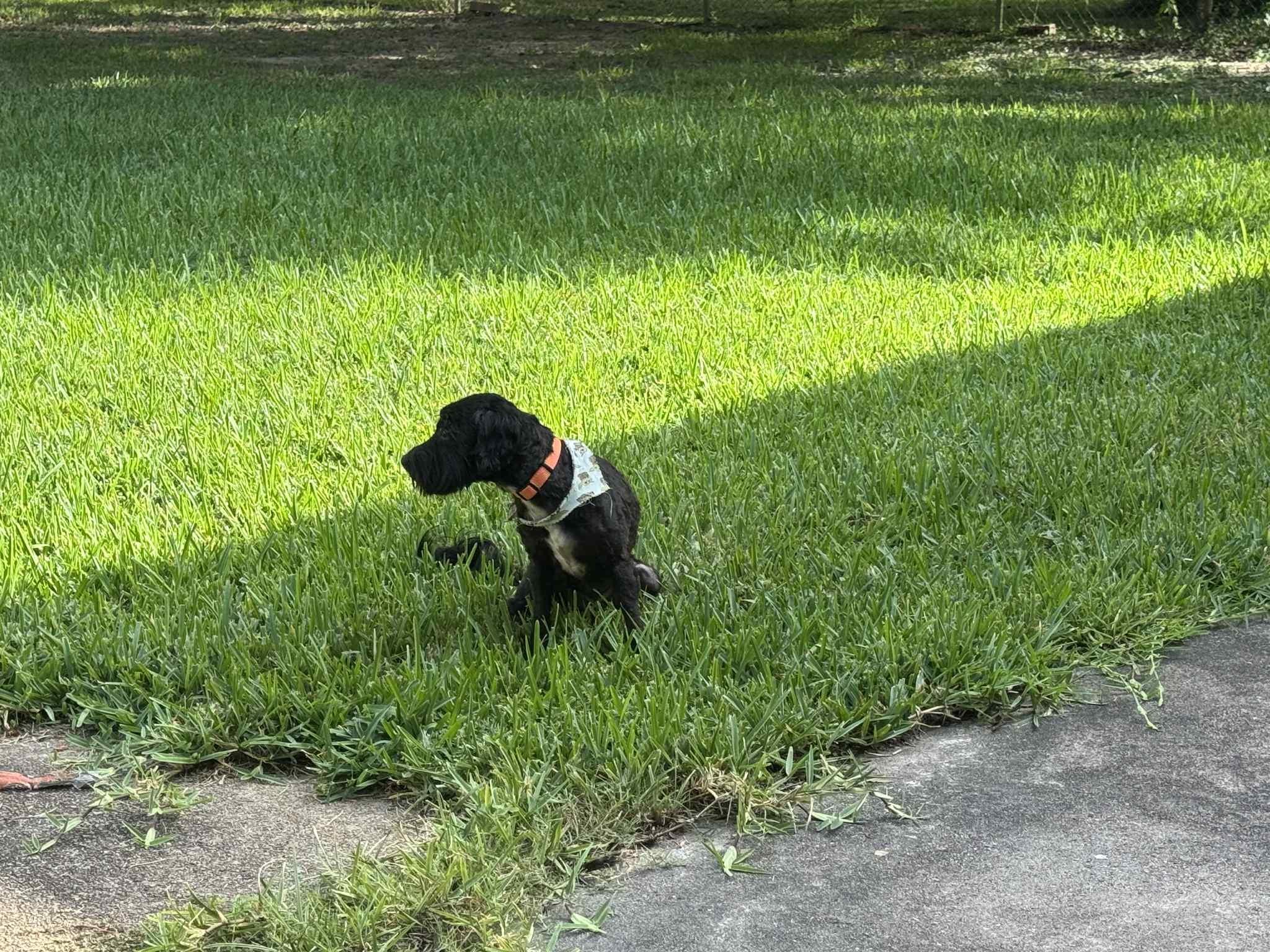 Tootsie