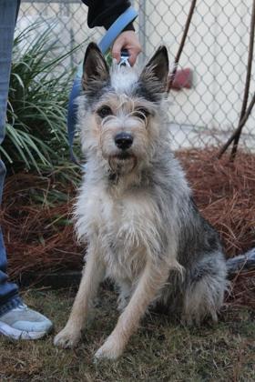Enlarge Andi, a Adoptable mixed breed in Brunswick, GA image 1/2