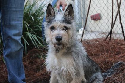 Enlarge Andi, a Adoptable mixed breed in Brunswick, GA image 2/2