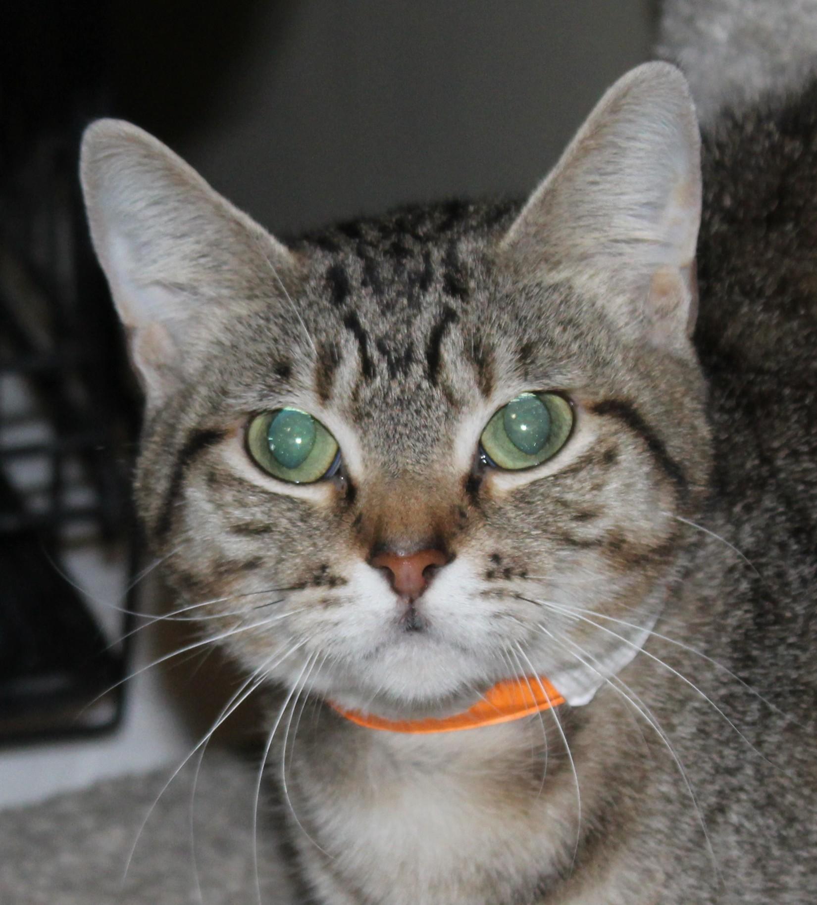 Enlarge Soba, a Adoptable mixed breed in Huron, SD image 1/4