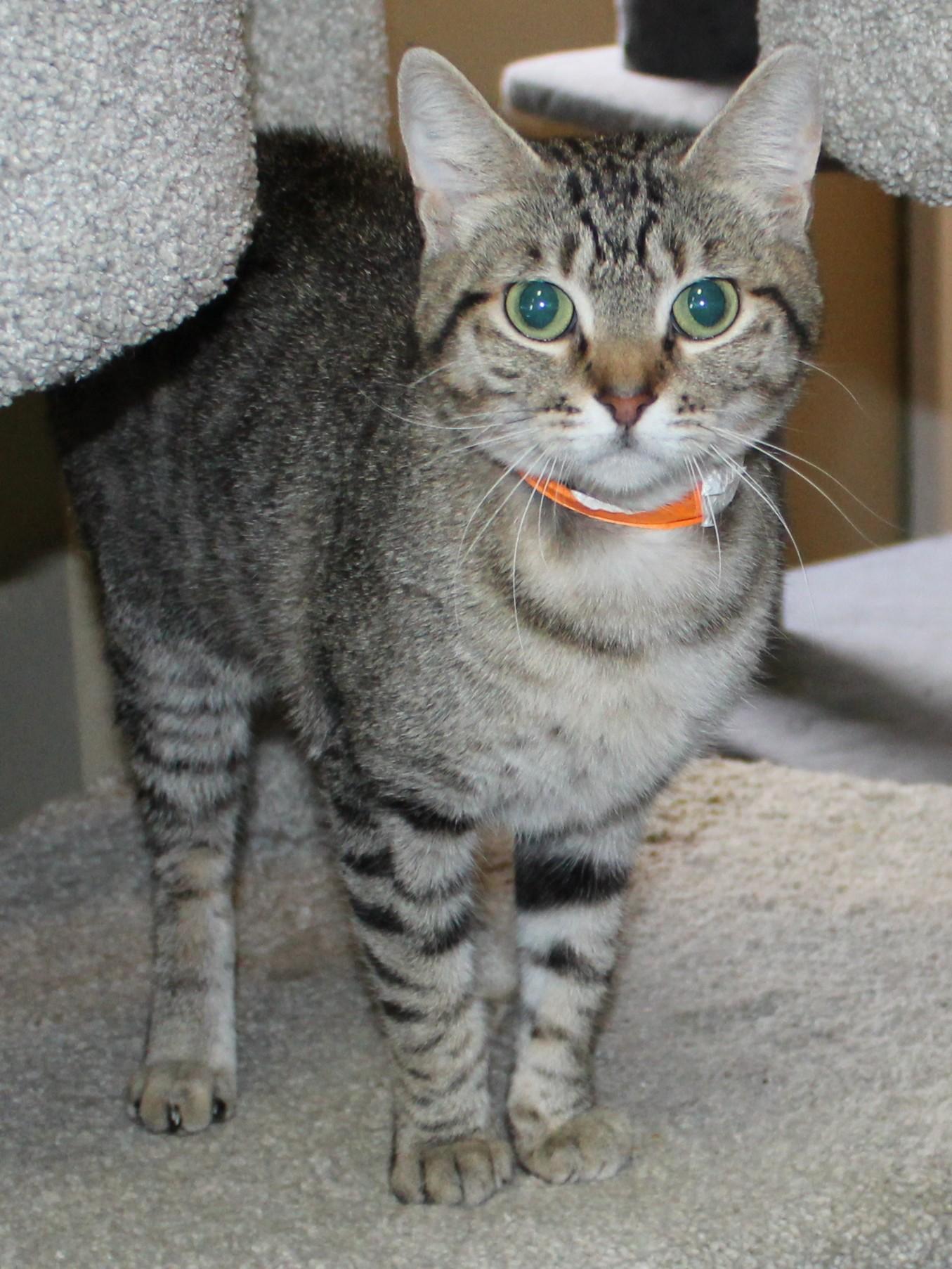 Enlarge Soba, a Adoptable mixed breed in Huron, SD image 2/4