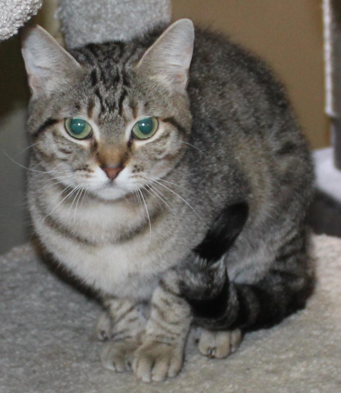 Enlarge Soba, a Adoptable mixed breed in Huron, SD image 3/4