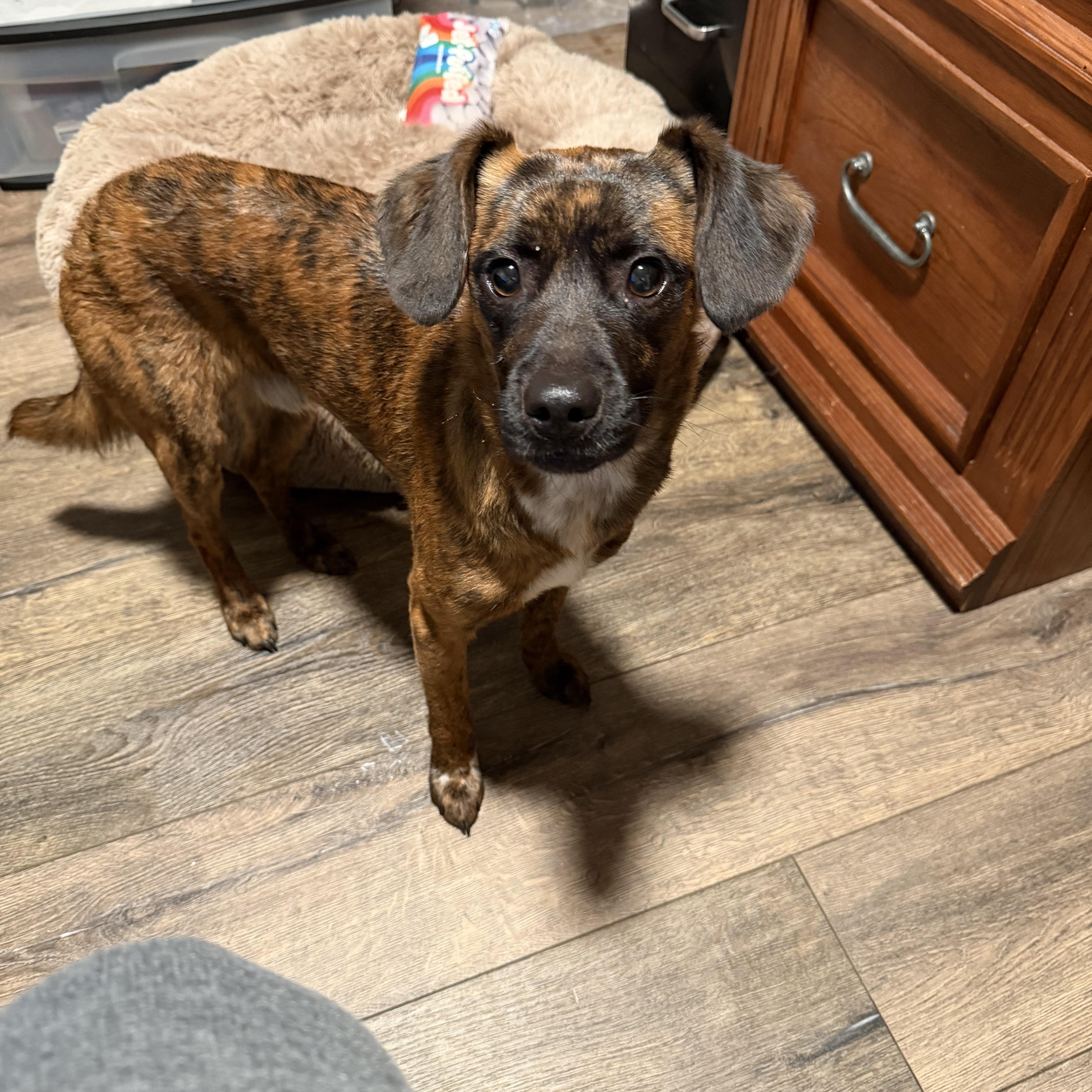 Enlarge Pretzel, an adopted mixed breed in Bettendorf, IA image 4/5