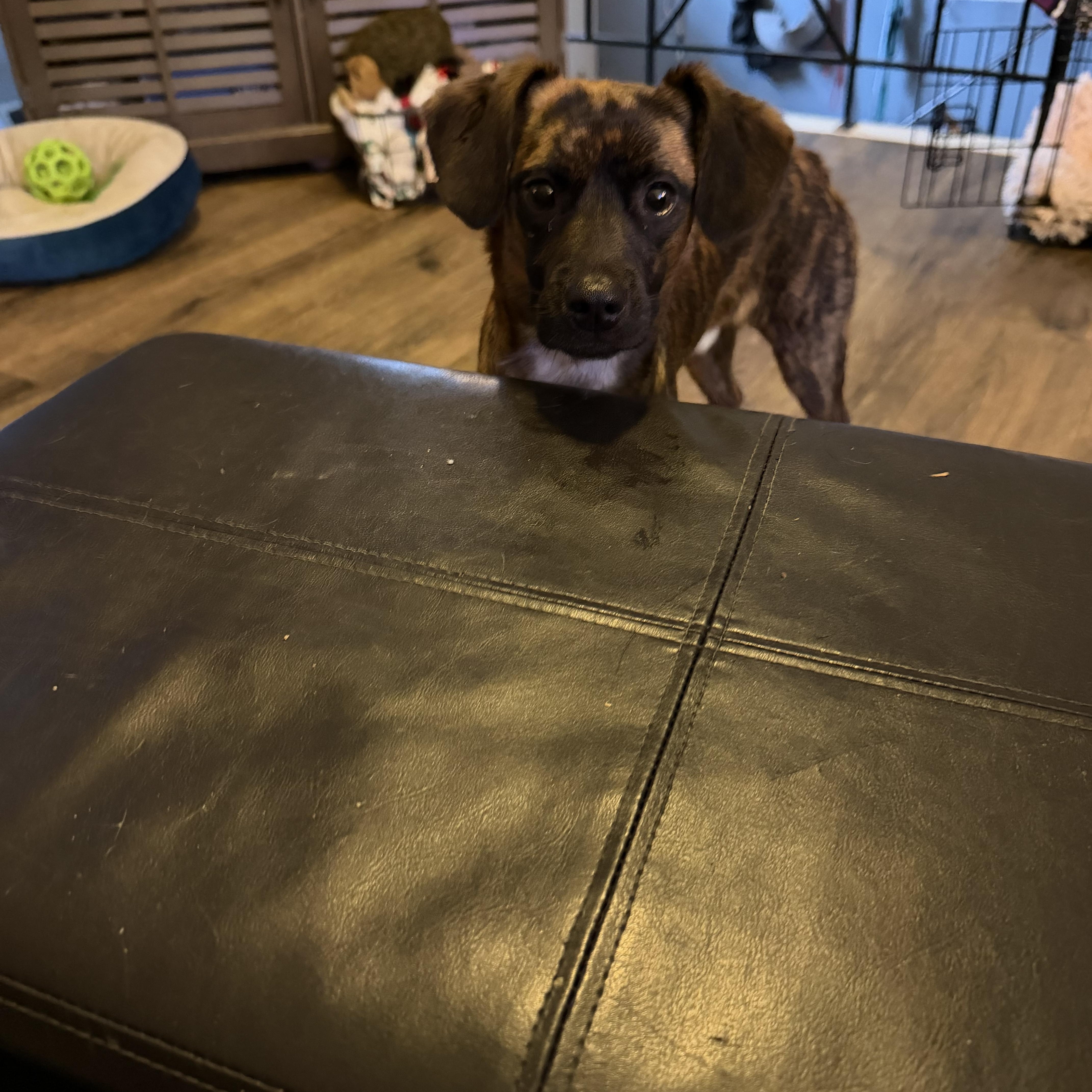 Enlarge Pretzel, an adopted mixed breed in Bettendorf, IA image 5/5