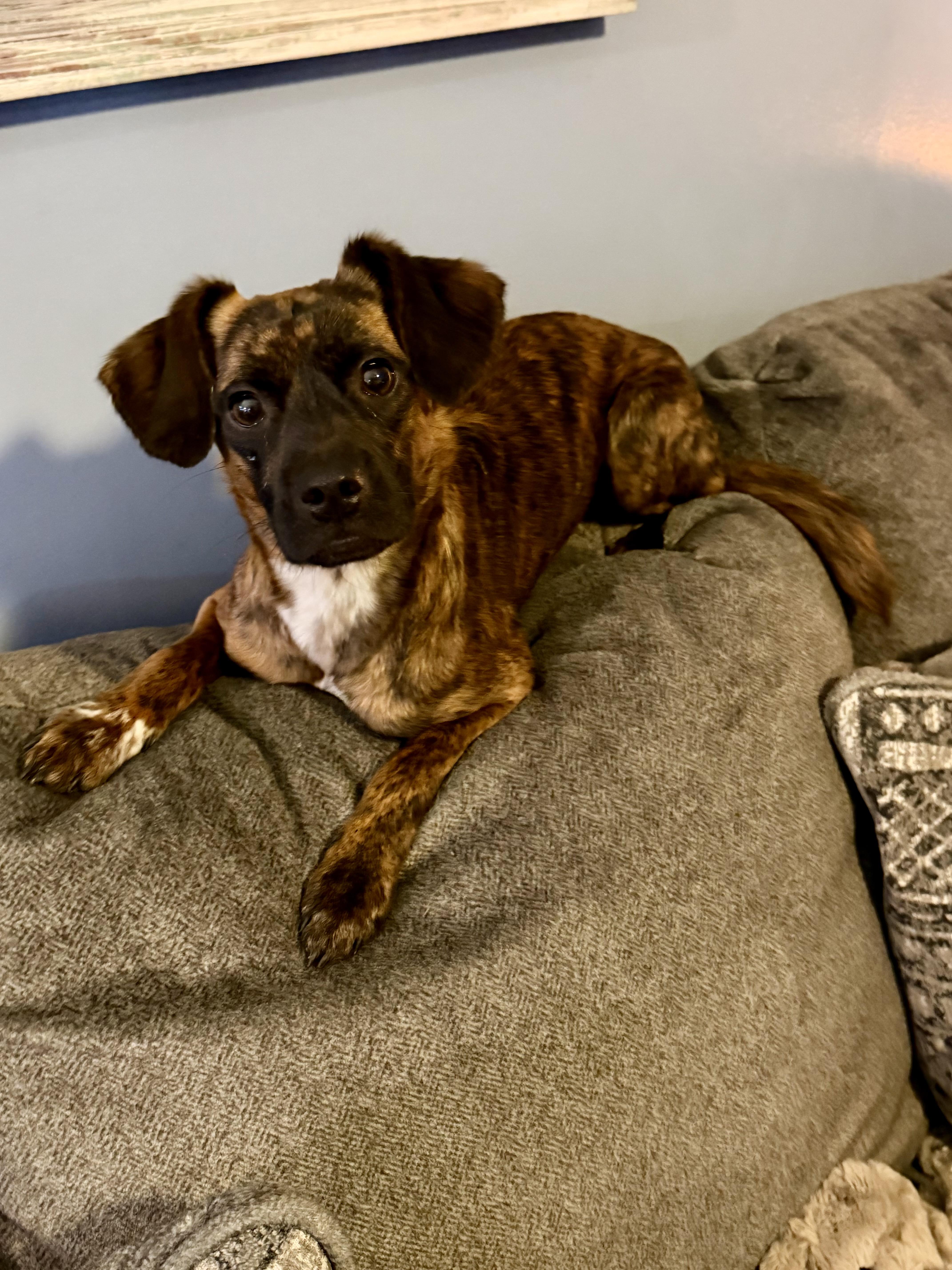 Enlarge Pretzel, an adopted mixed breed in Bettendorf, IA image 1/5
