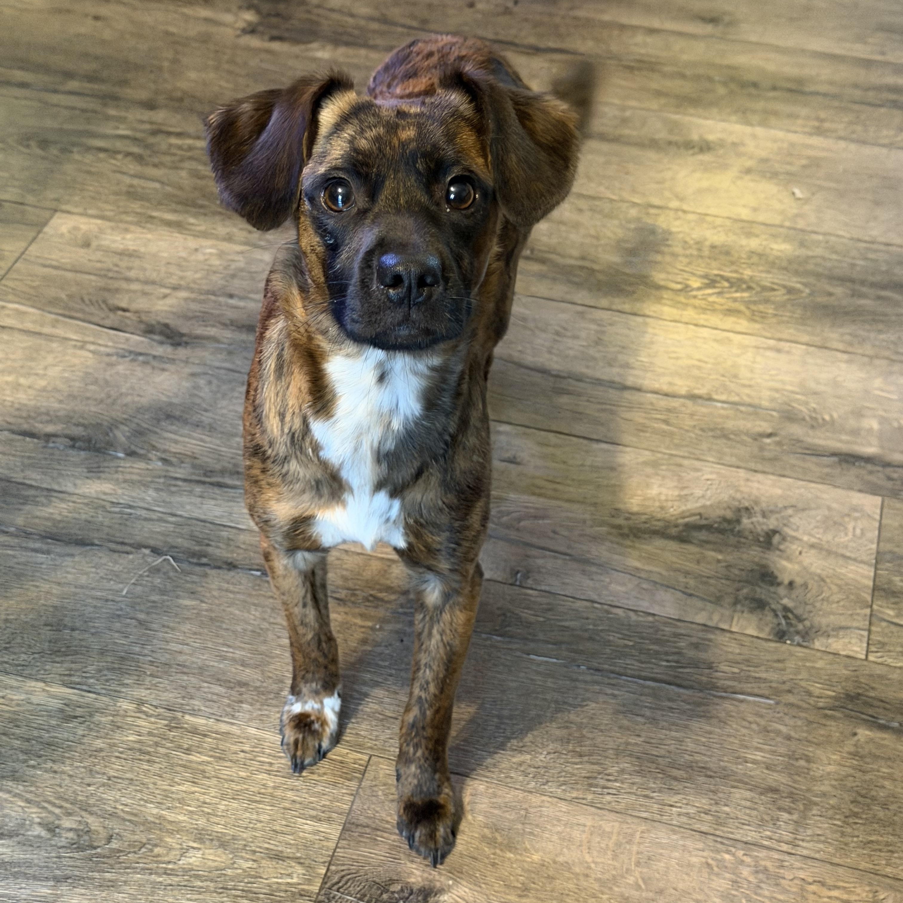 Enlarge Pretzel, an adopted mixed breed in Bettendorf, IA image 2/5