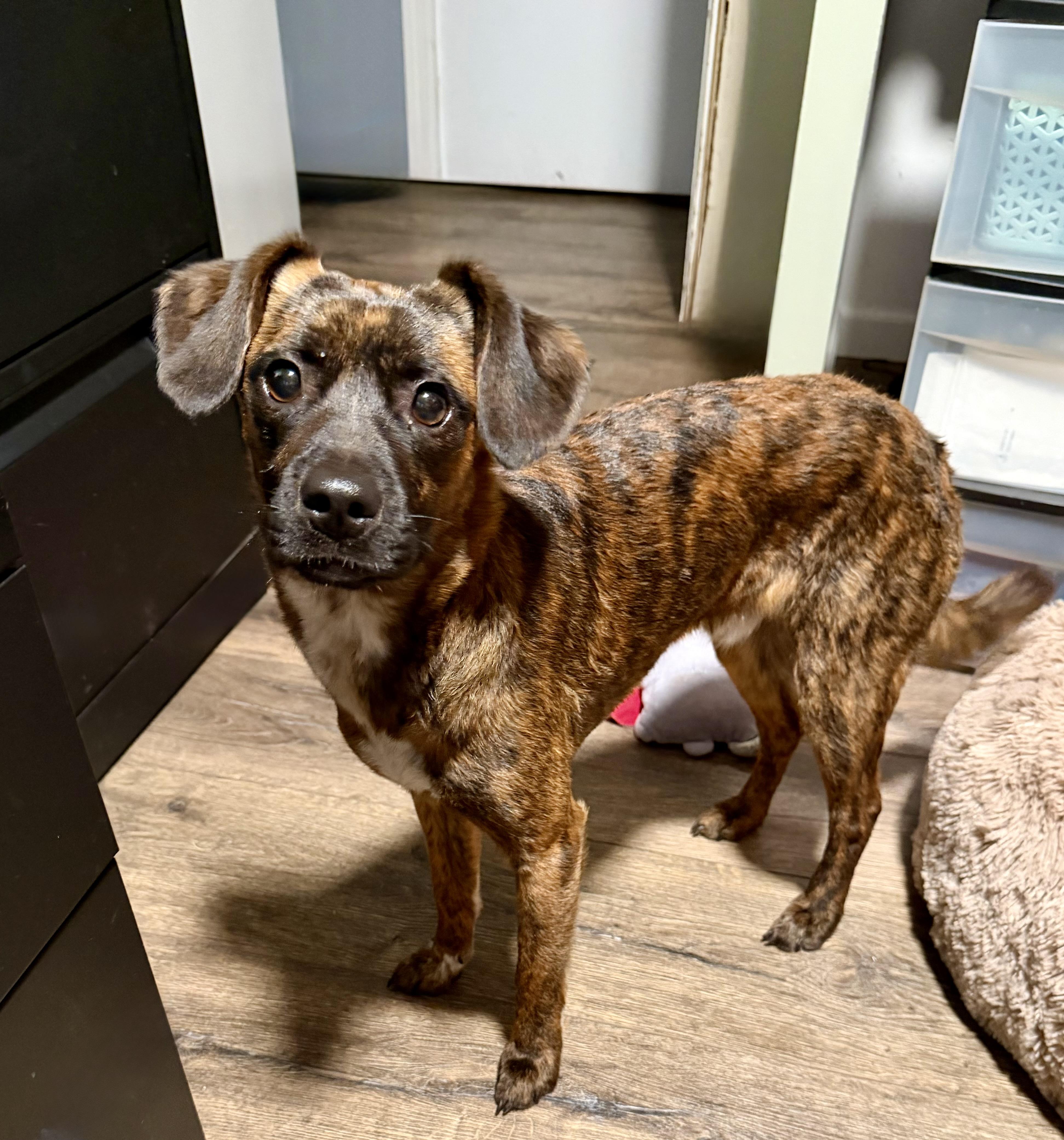 Enlarge Pretzel, an adopted mixed breed in Bettendorf, IA image 3/5