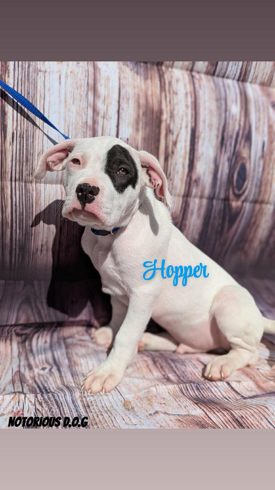 Enlarge Hopper, an adopted Mixed Breed in Huntsville, AL image 1/1