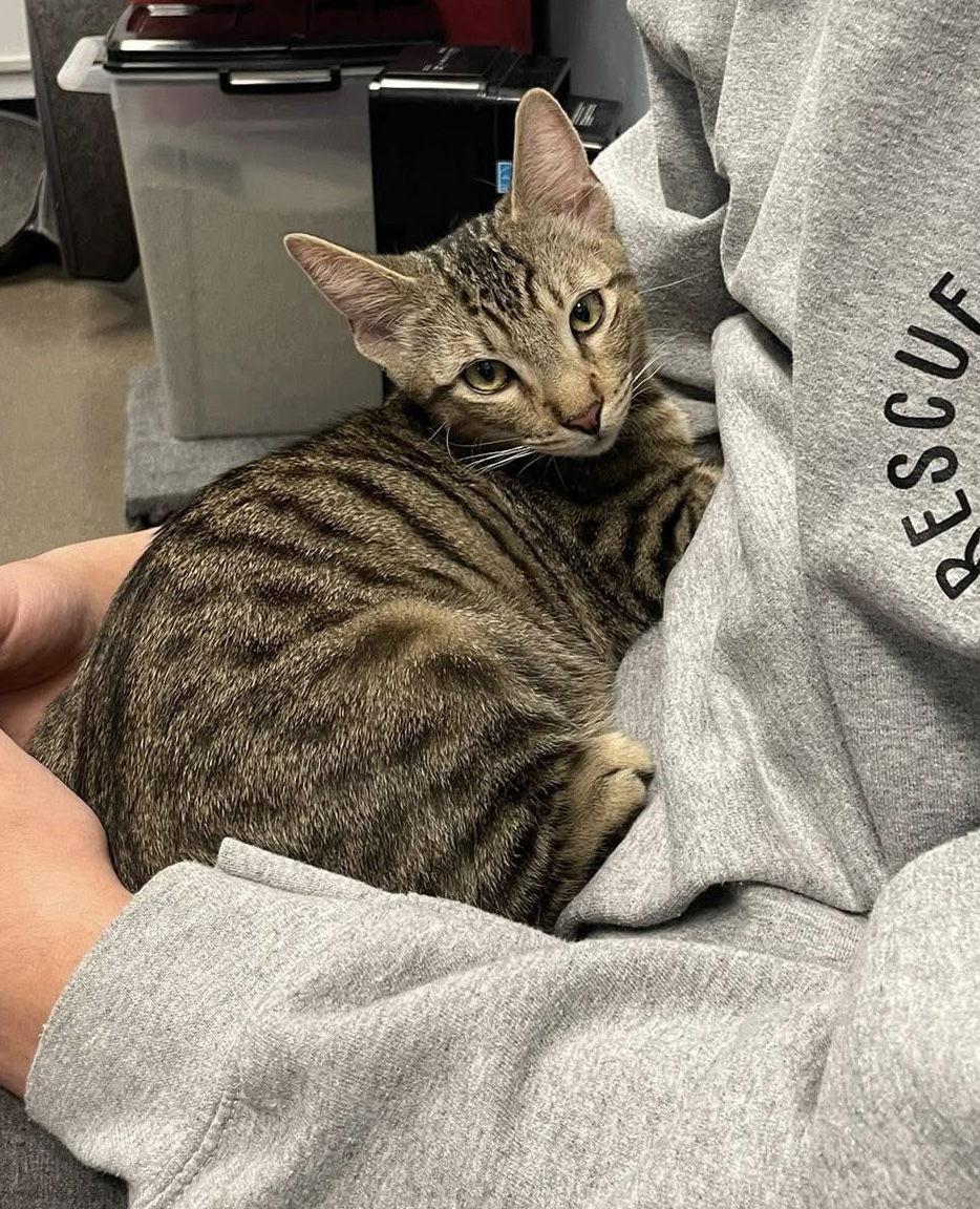 Dandelion, Adopted, Kitten Male Domestic Short Hair.