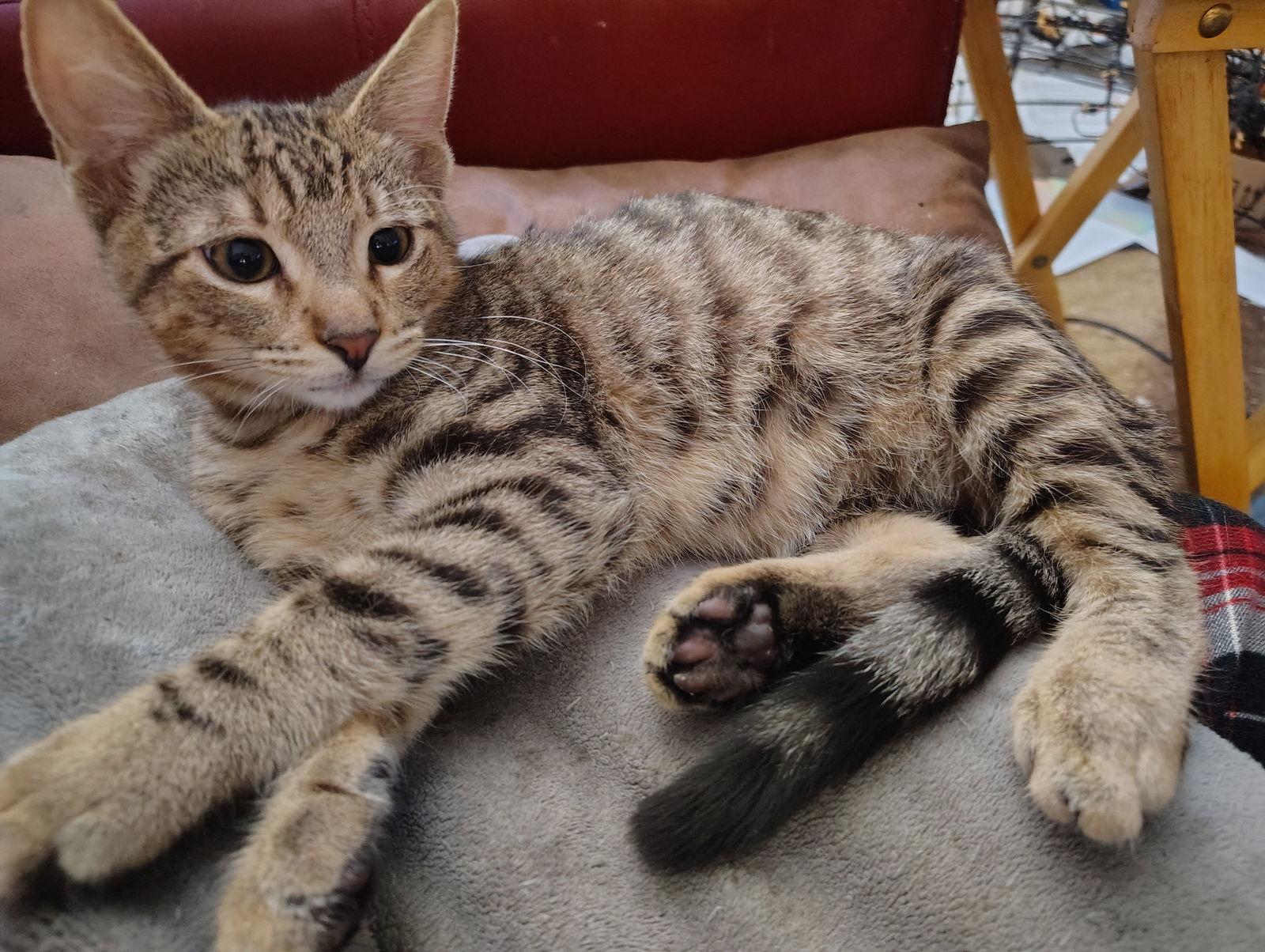 Enlarge Dandelion, a Adopted Domestic Short Hair in Glendale, AZ image 2/3