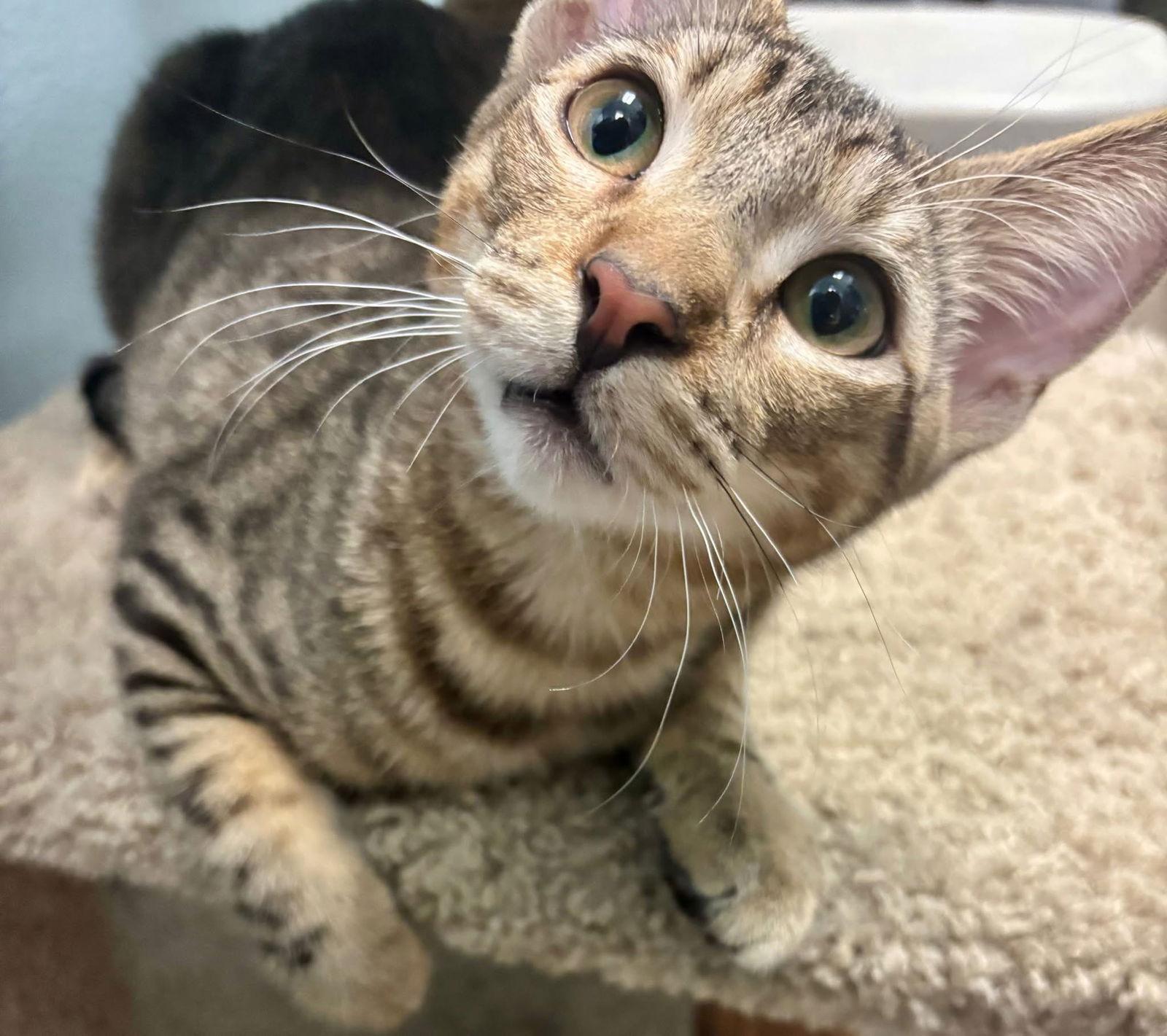 Enlarge Dandelion, a Adopted Domestic Short Hair in Glendale, AZ image 3/3