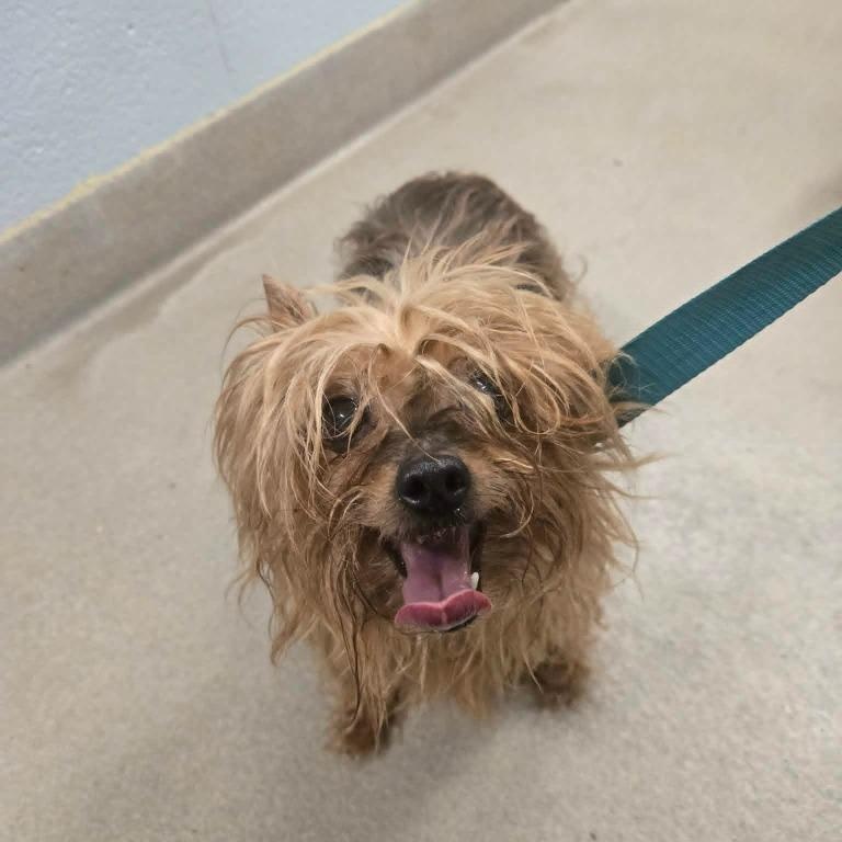 Siri, an adopted mixed breed in Severn, MD image 6/6