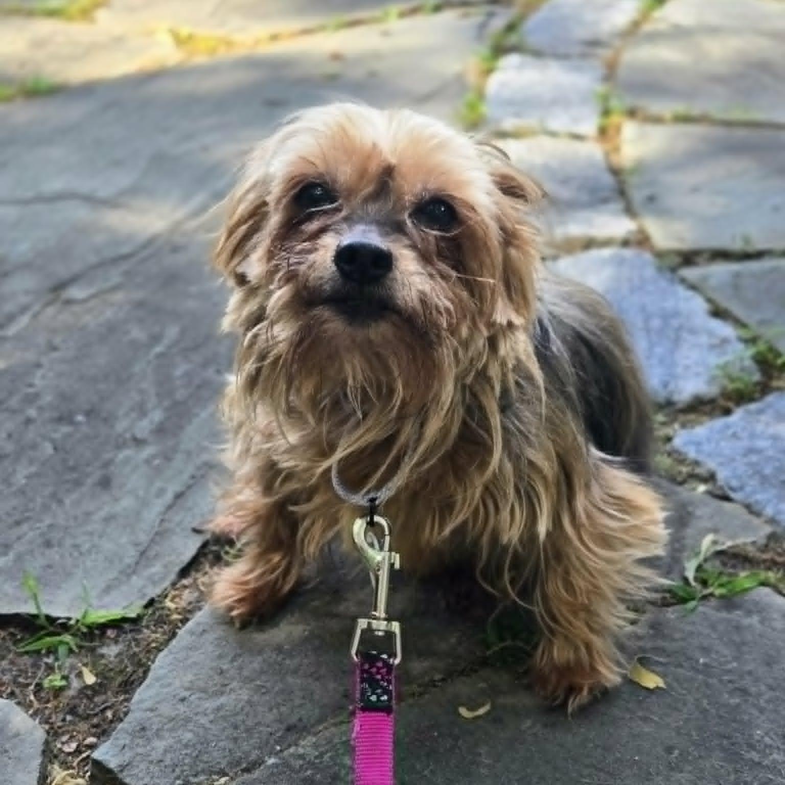 Siri, an adopted mixed breed in Severn, MD image 4/6