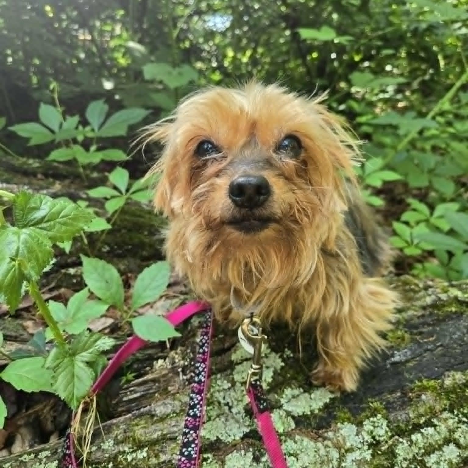 Siri, an adopted mixed breed in Severn, MD image 2/6