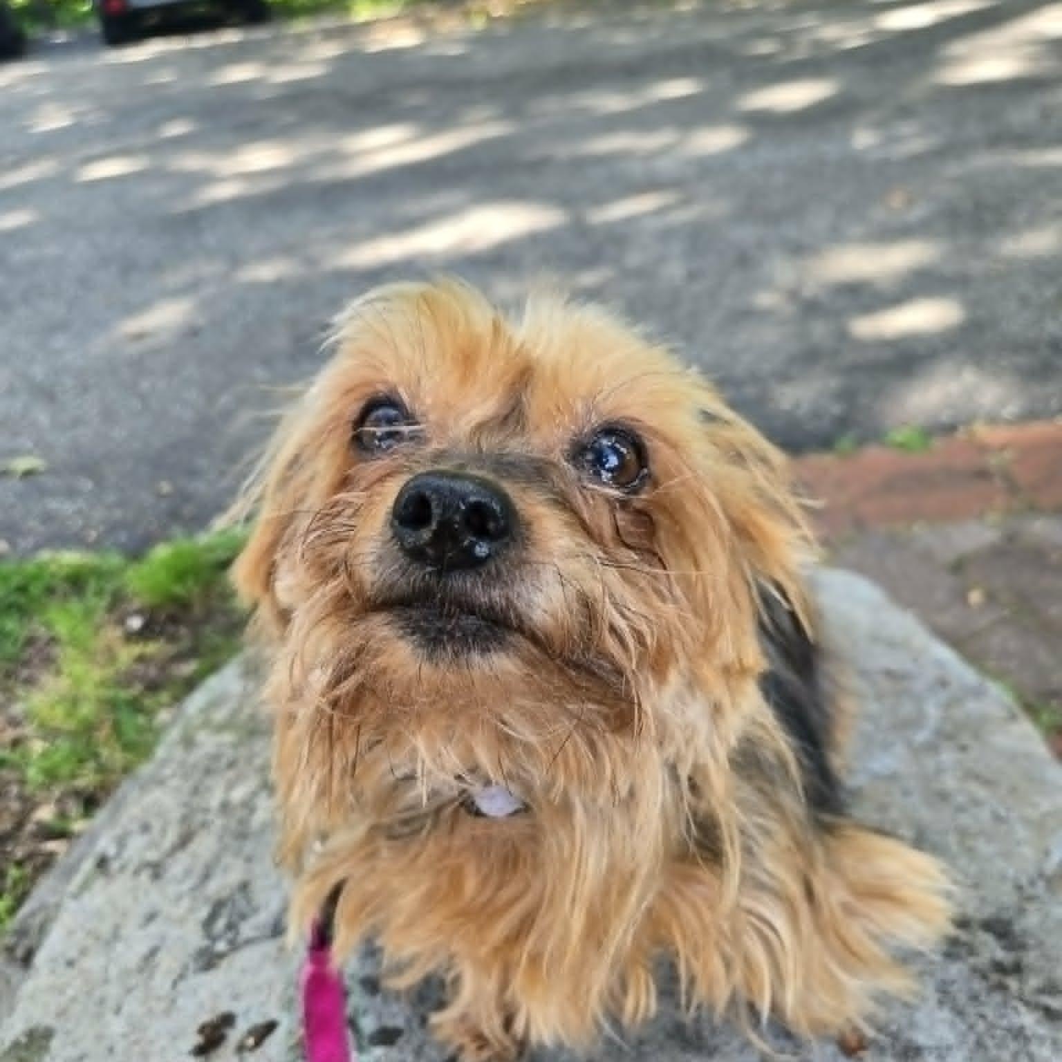 Siri, an adopted mixed breed in Severn, MD image 1/6
