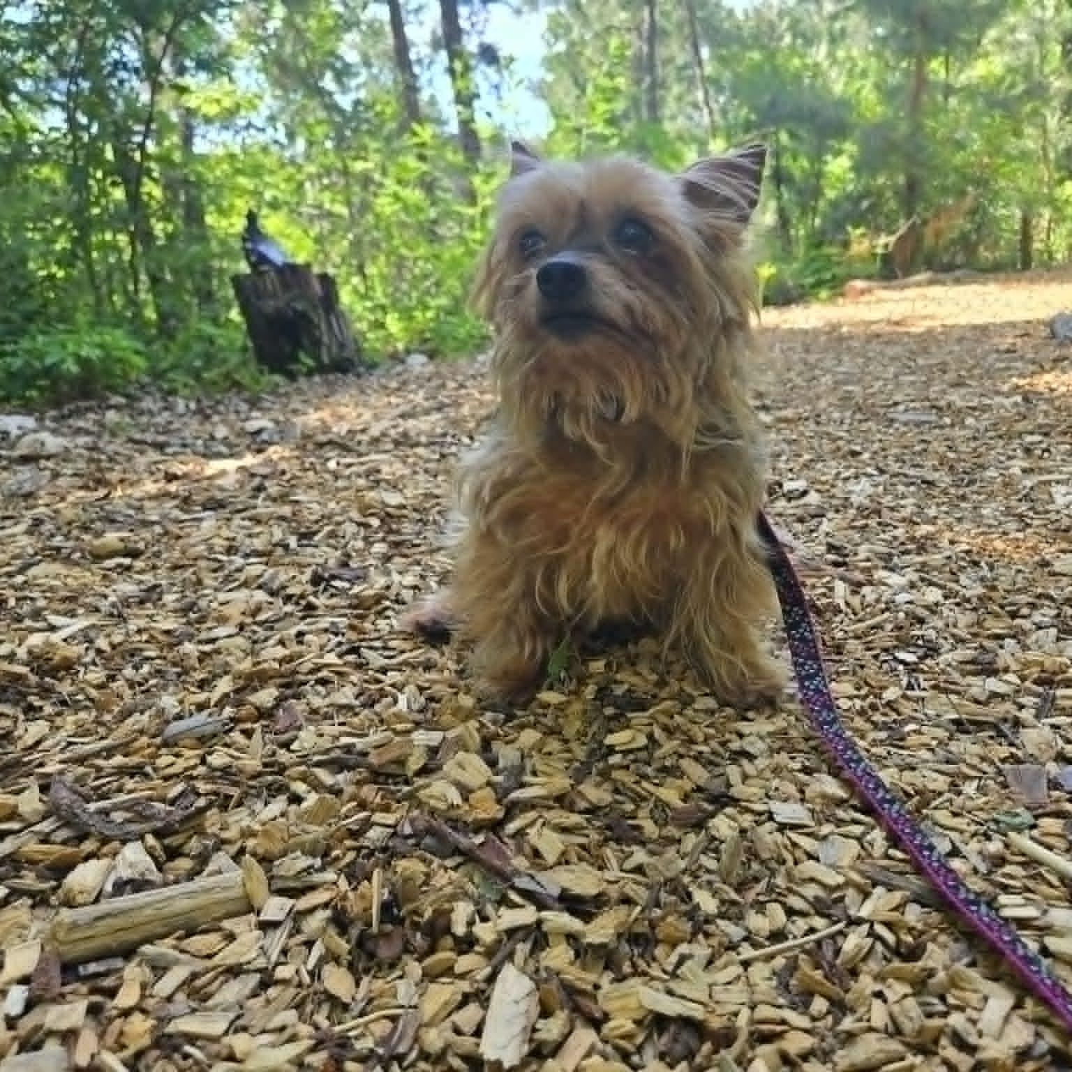 Siri, an adopted mixed breed in Severn, MD image 5/6