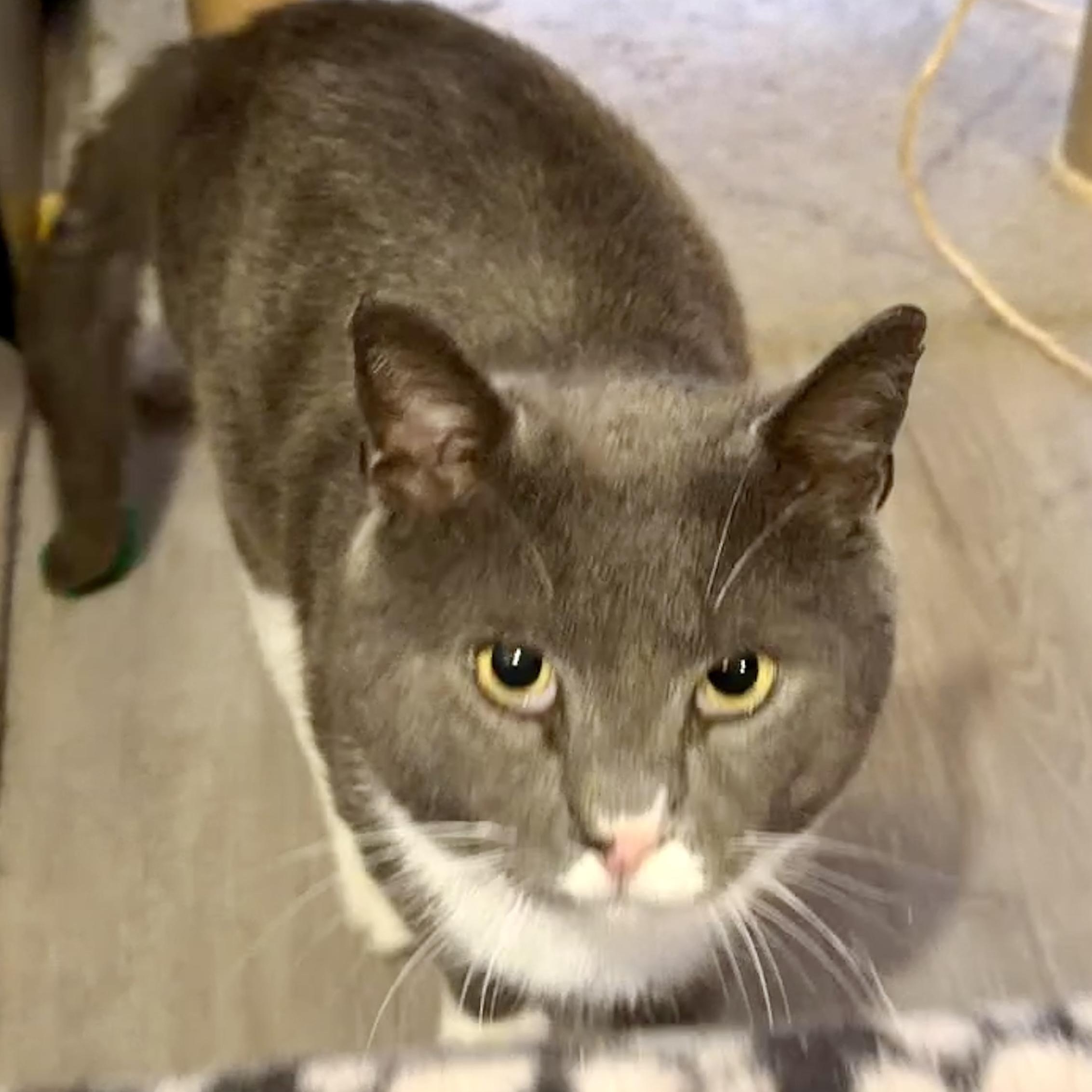 Guacamole, ADOPTABLE, Adult Male Domestic Short Hair.