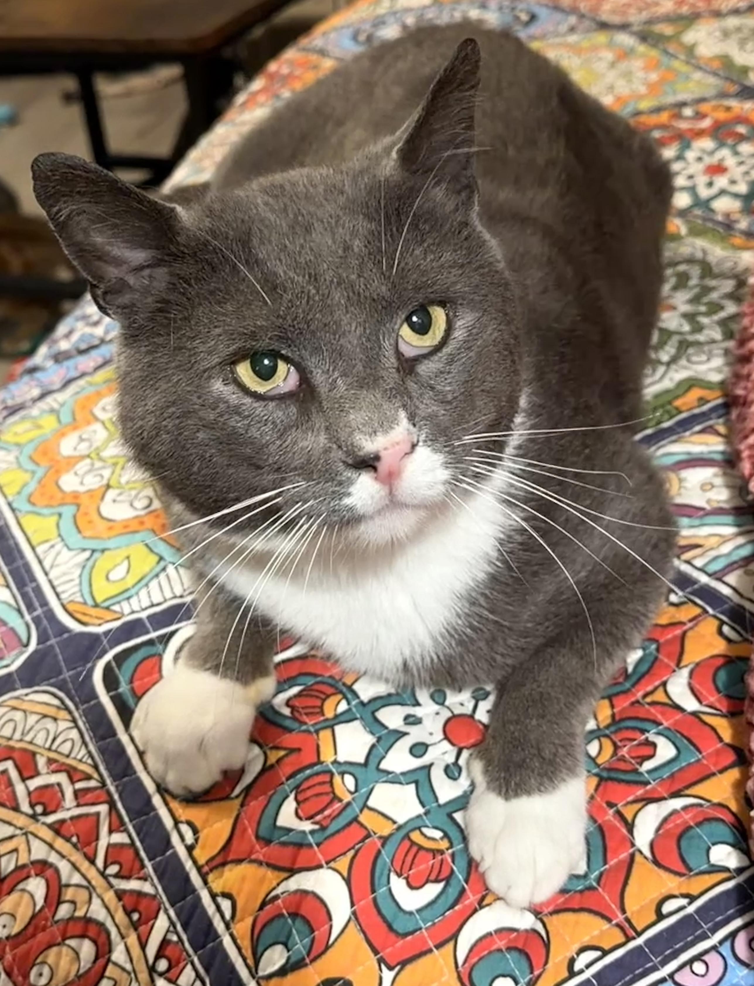 Guacamole, a ADOPTABLE Domestic Short Hair in Syracuse, NY image 2/6