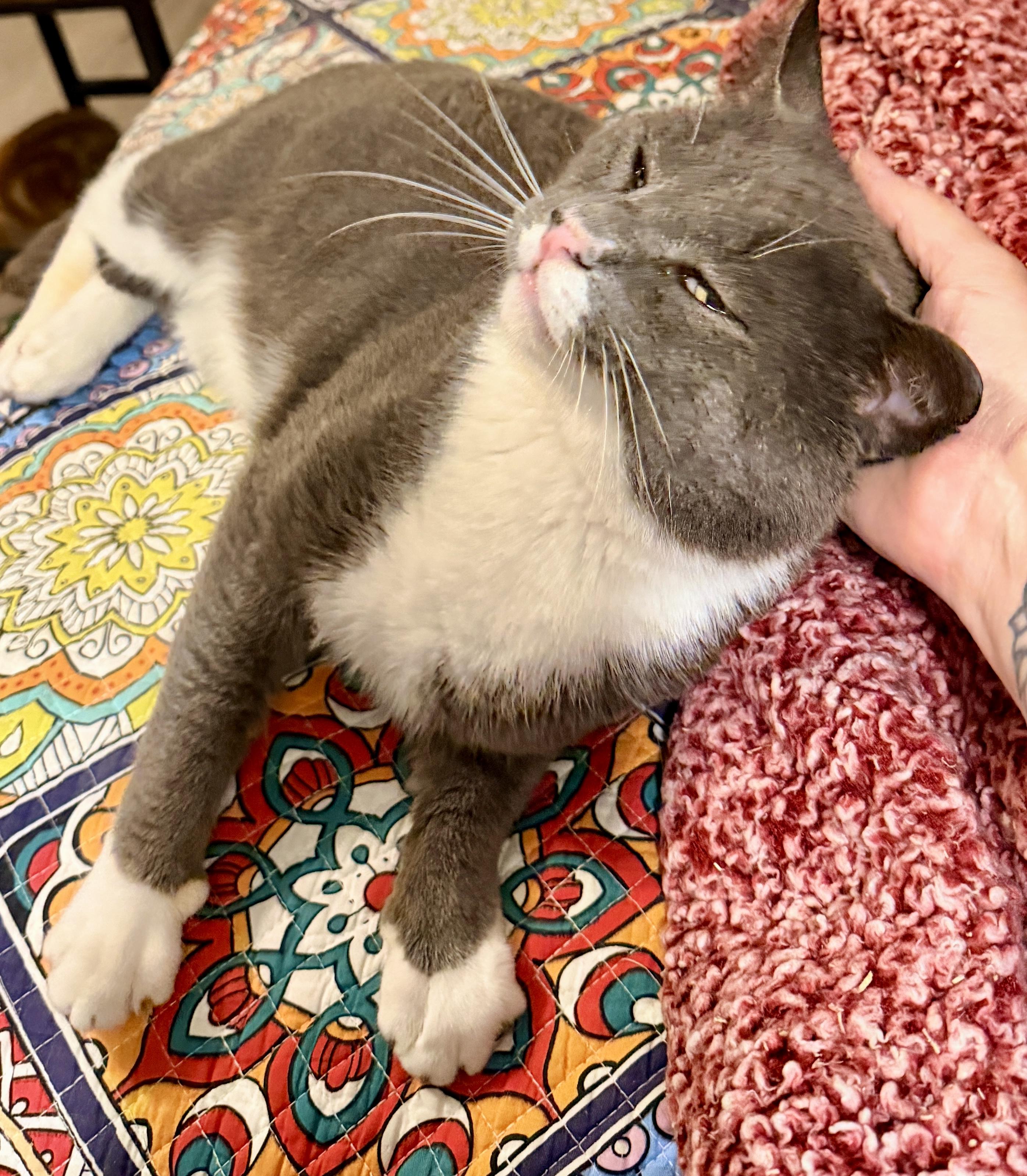 Guacamole, a ADOPTABLE Domestic Short Hair in Syracuse, NY image 5/6