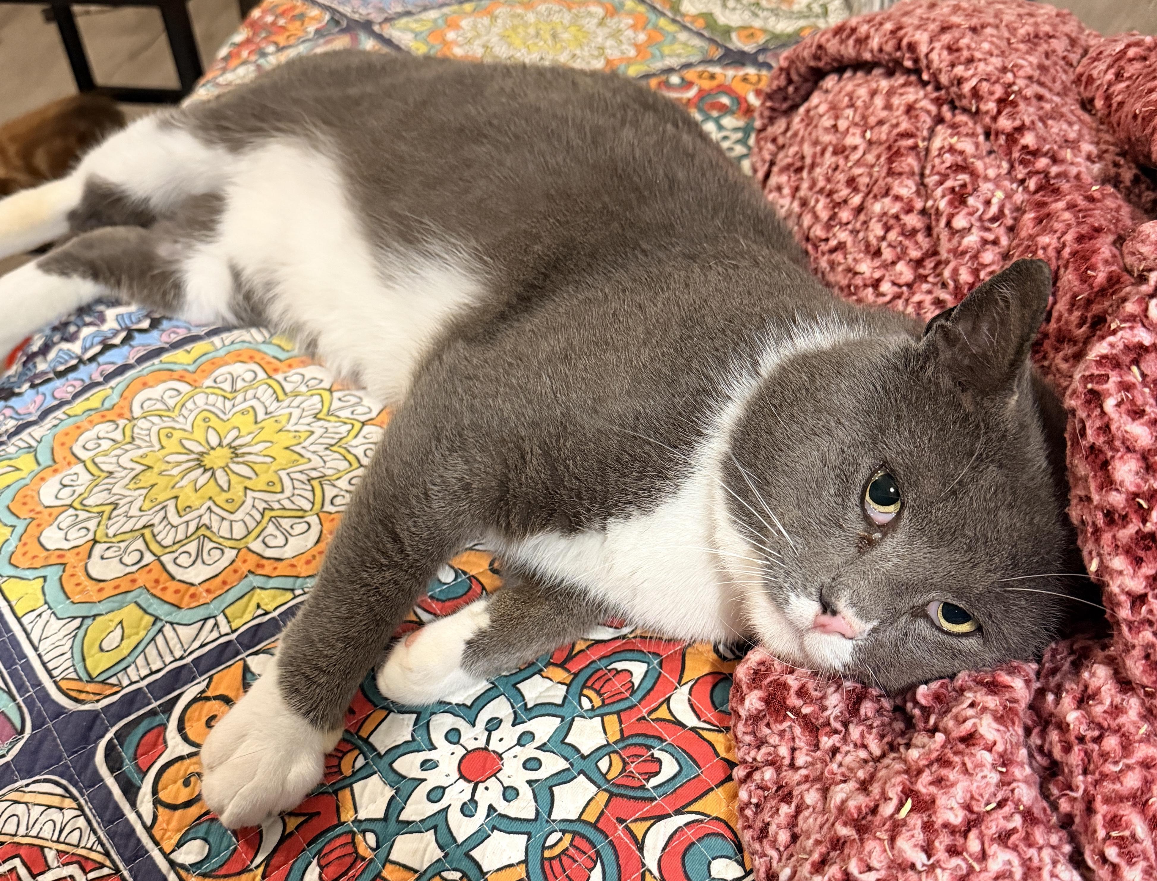 Guacamole, a ADOPTABLE Domestic Short Hair in Syracuse, NY image 3/6