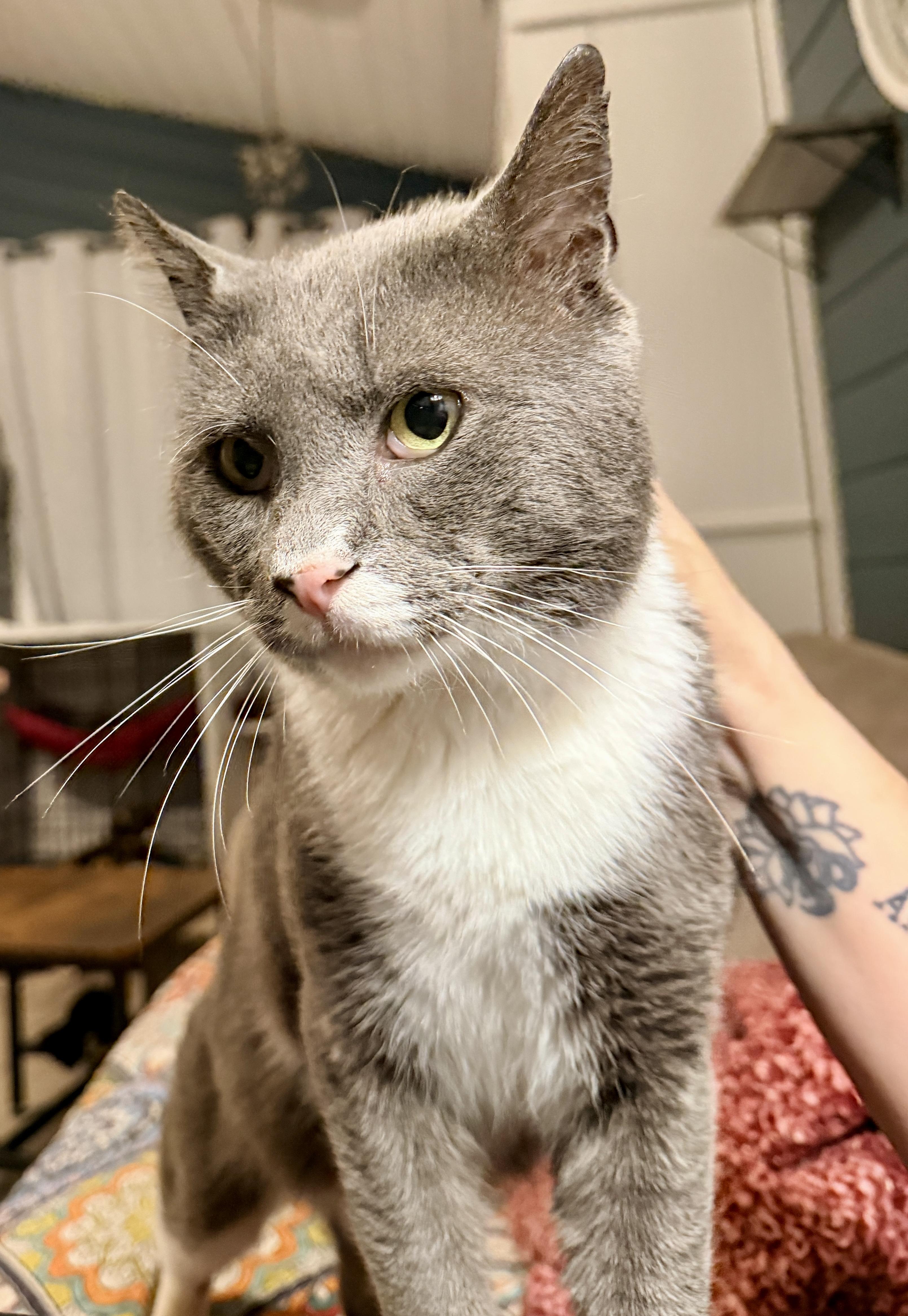 Guacamole, a ADOPTABLE Domestic Short Hair in Syracuse, NY image 4/6