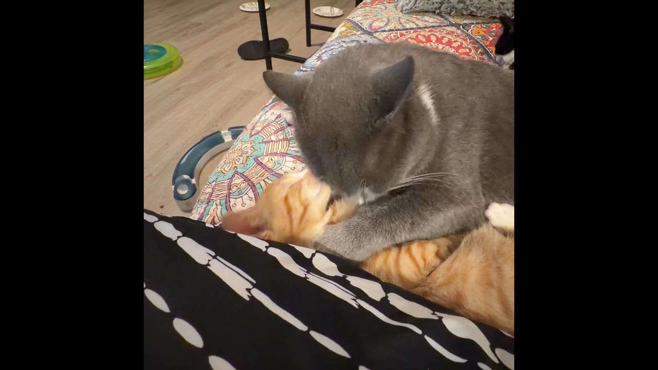 Enlarge Guacamole, a ADOPTABLE Domestic Short Hair in Syracuse, NY video 6/6