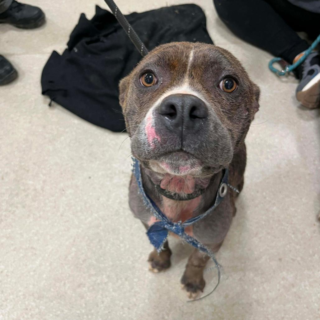 Fiona, Adoptable, Adult Female Mixed Breed.