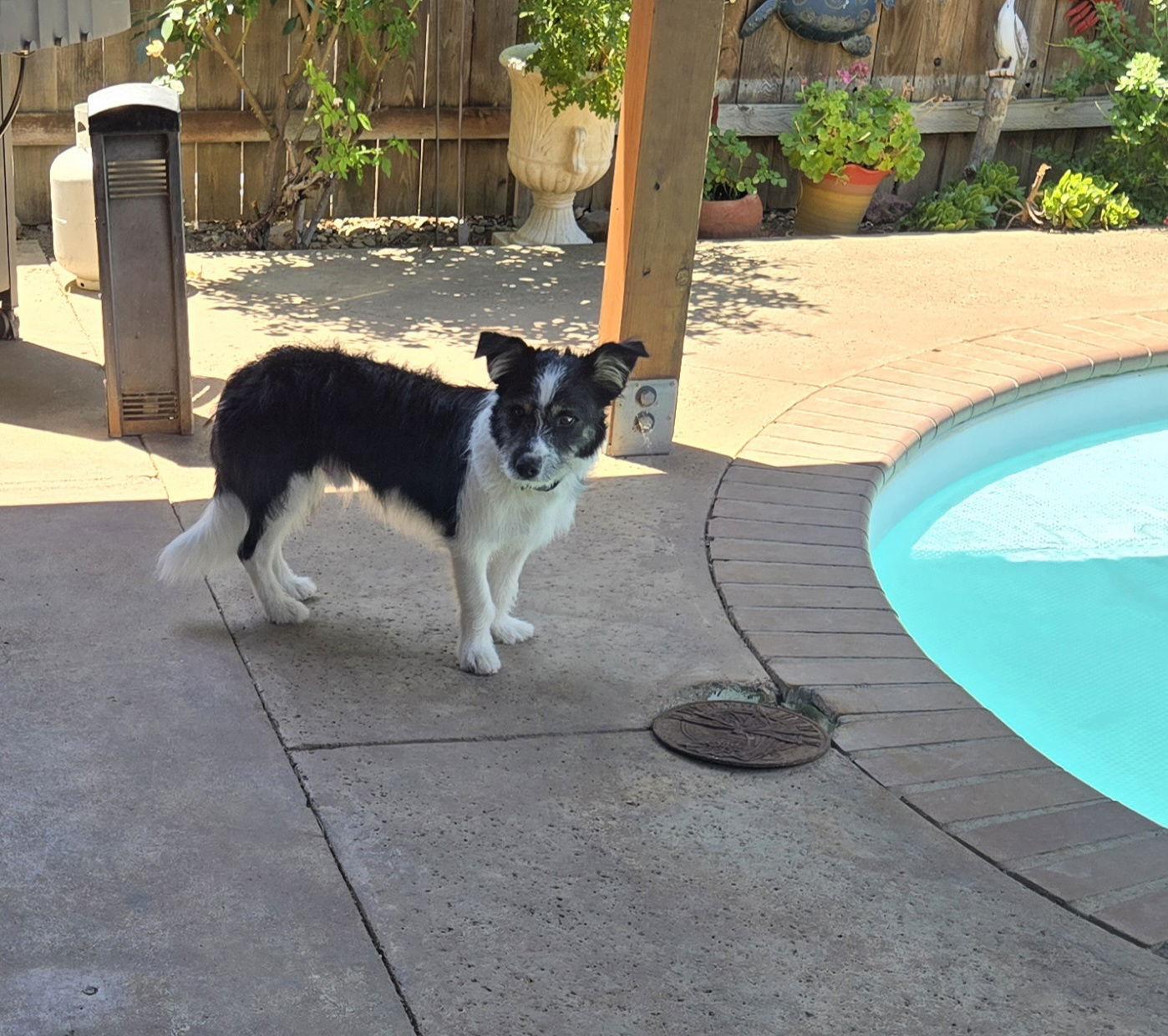 Oakley, Adopted, Puppy Female Border Collie & Terrier.