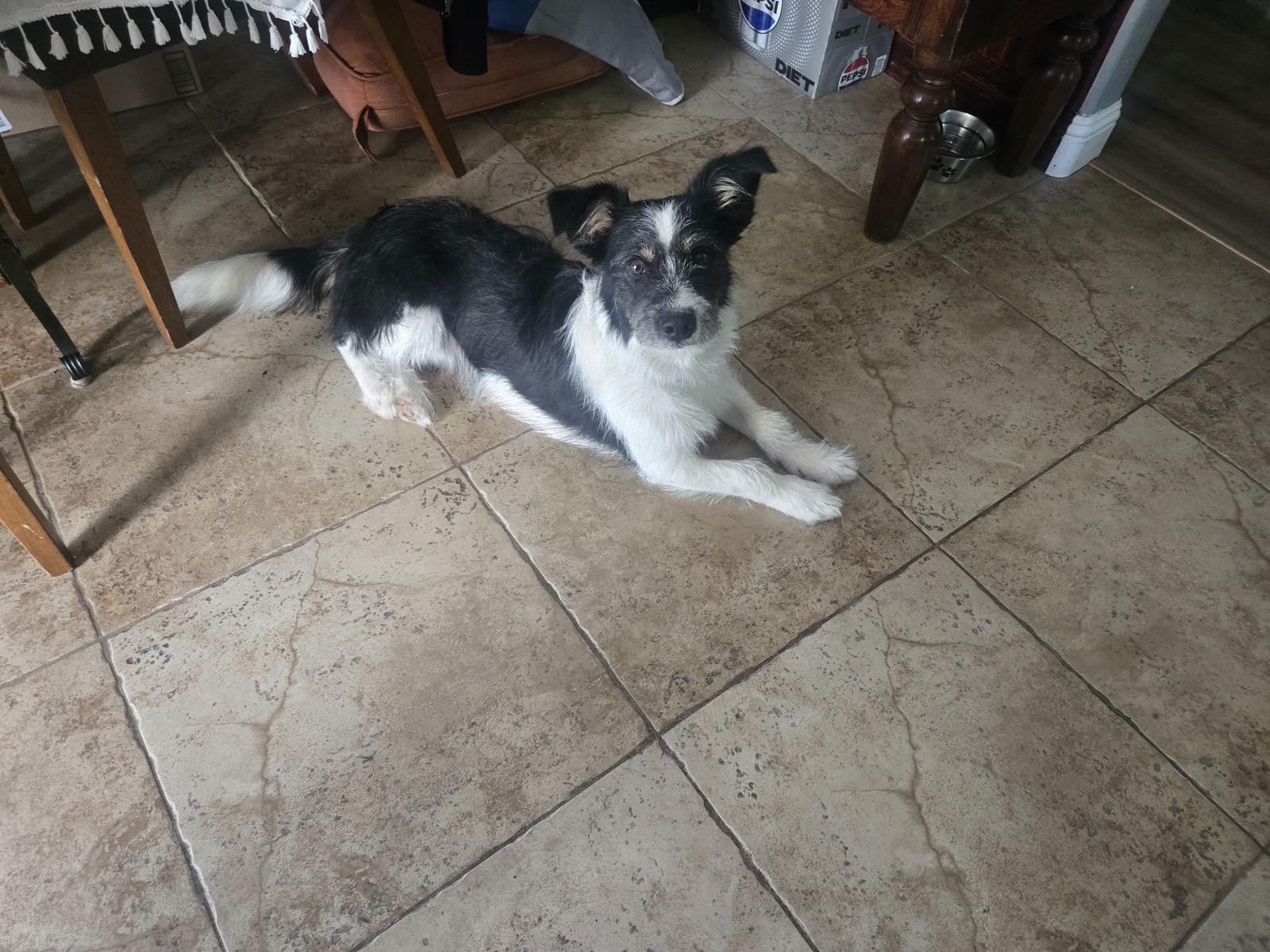 Enlarge Oakley, a Adopted mixed breed in Woodland, CA image 2/2