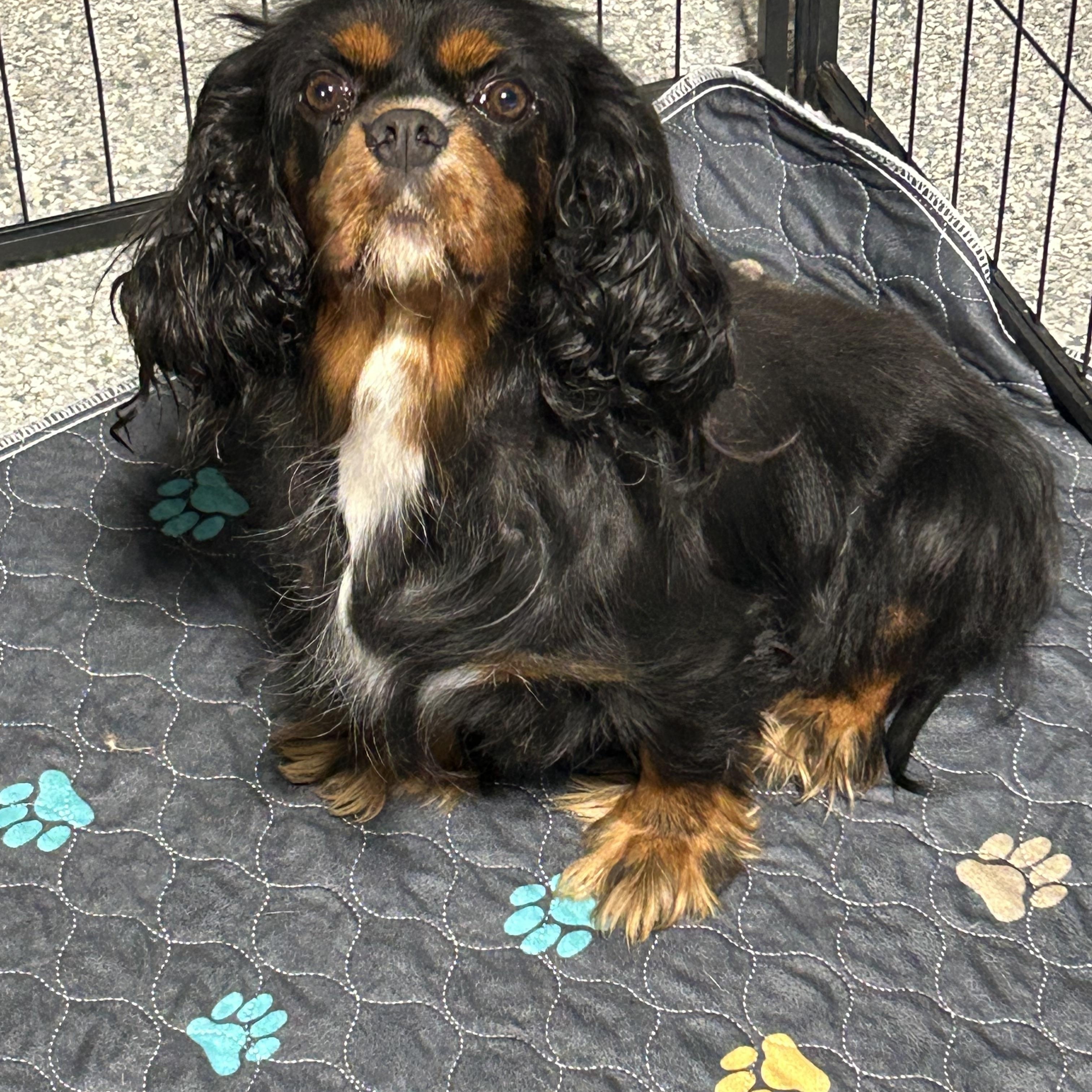 Enlarge Pending Friendly Joselyn, a Adoptable Cavalier King Charles Spaniel in Antwerp, OH image 3/4