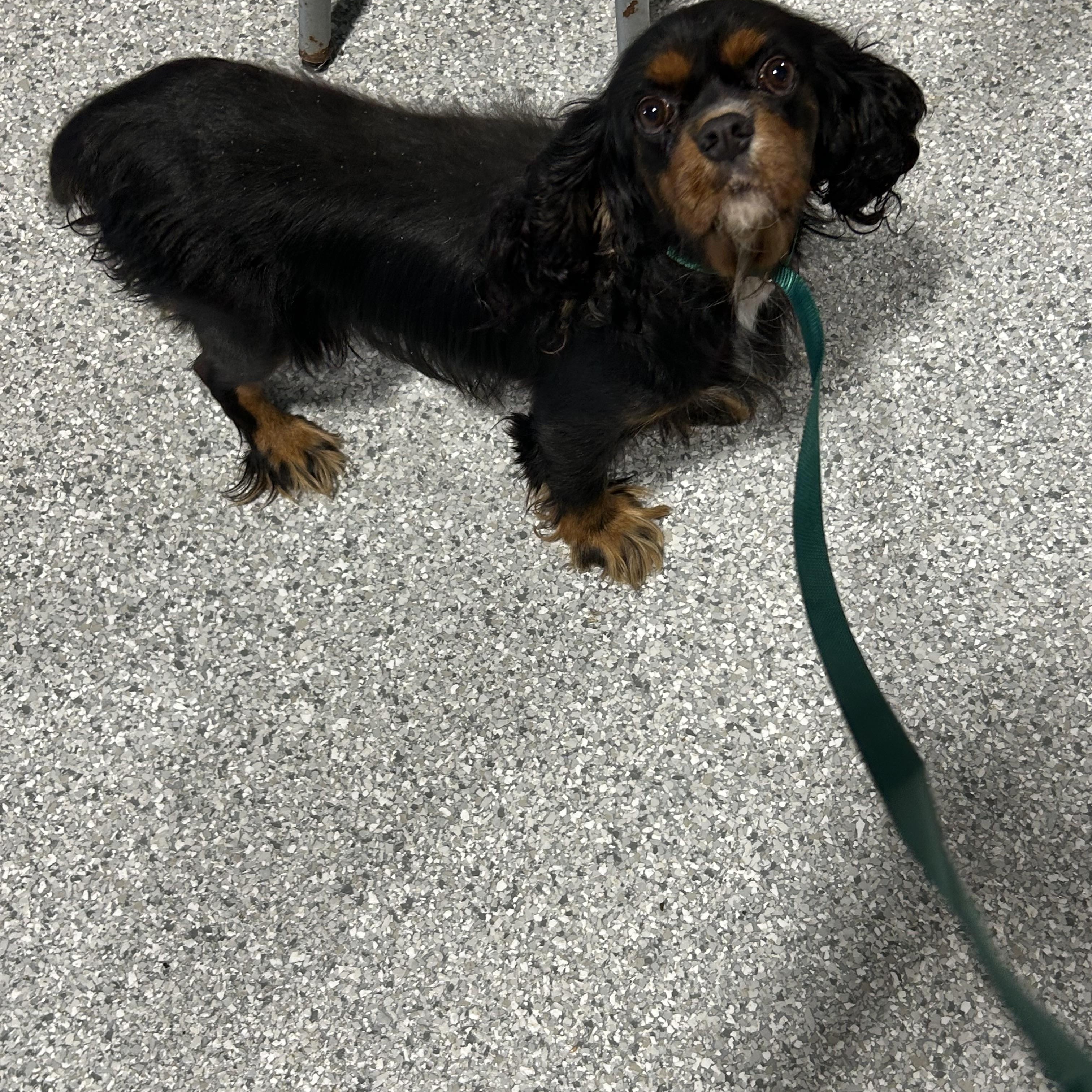 Enlarge Pending Friendly Joselyn, a Adoptable Cavalier King Charles Spaniel in Antwerp, OH image 4/4