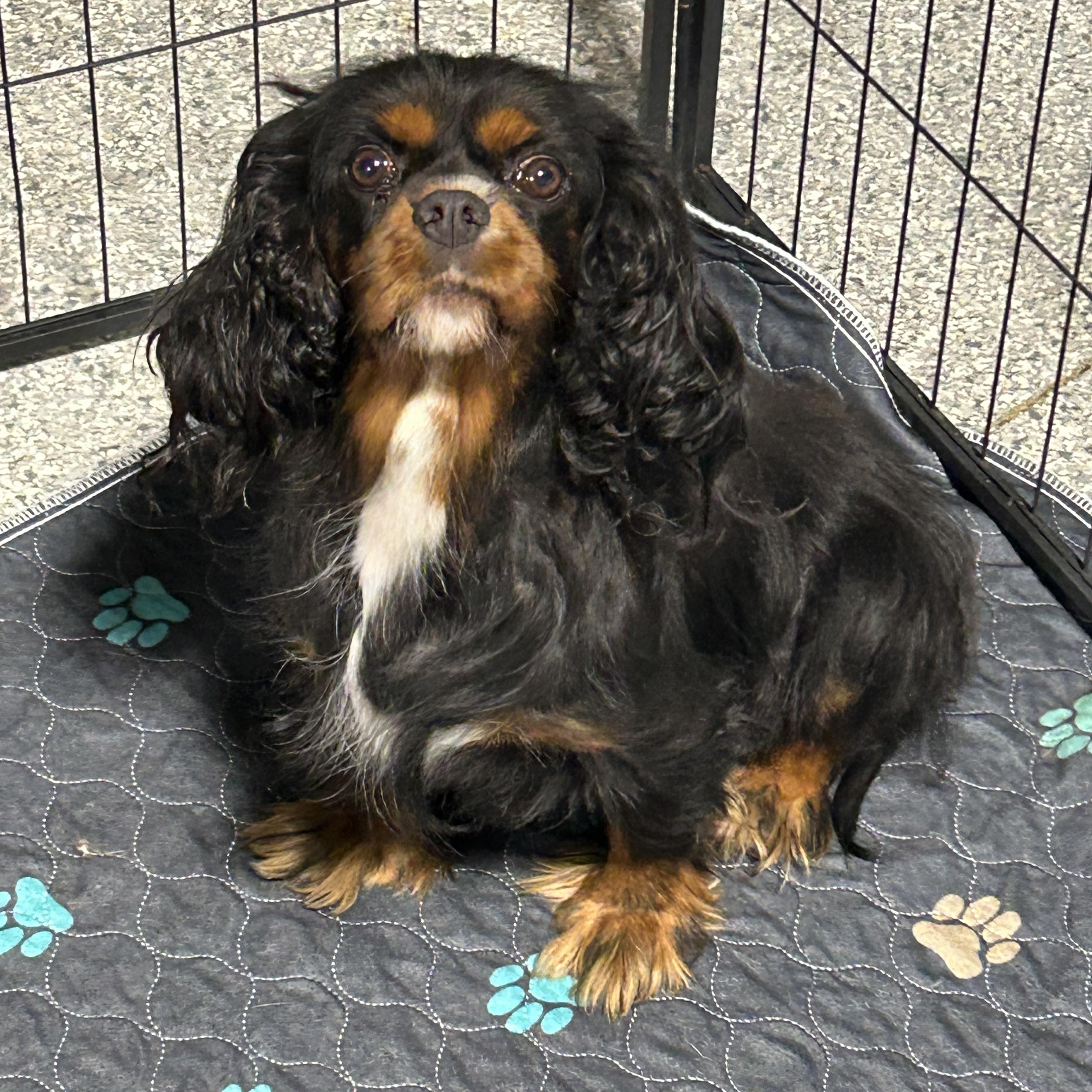 Enlarge Pending Friendly Joselyn, a Adoptable Cavalier King Charles Spaniel in Antwerp, OH image 1/4