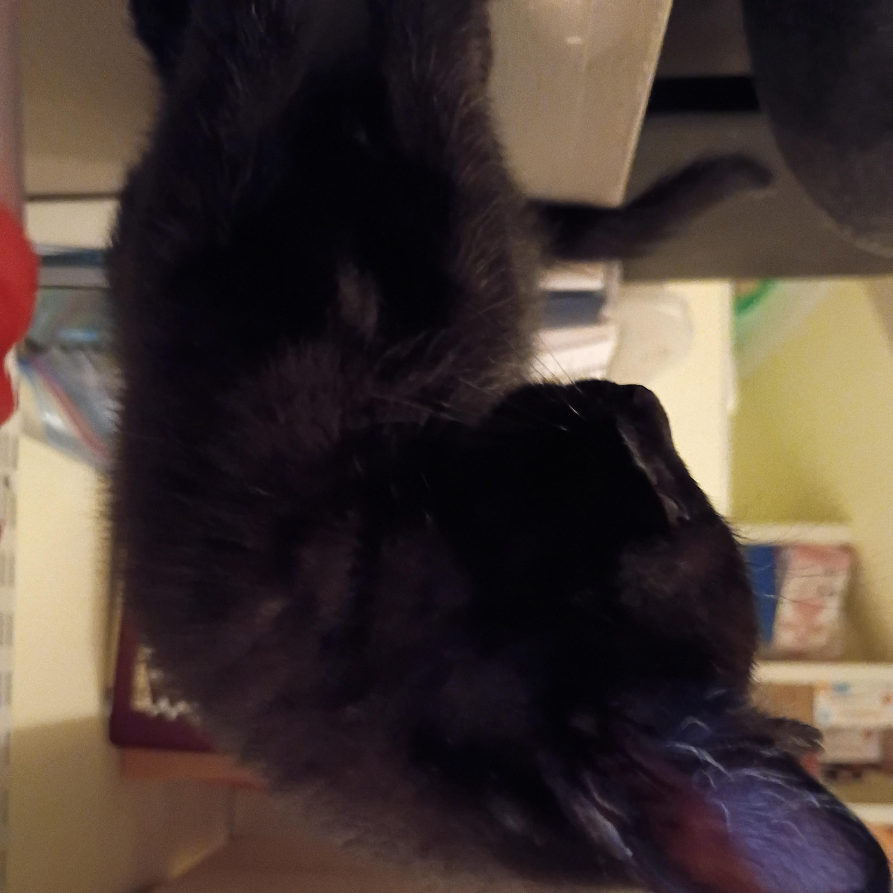 Enlarge Magnum, a Adoptable Domestic Short Hair in Bordentown, NJ image 5/5