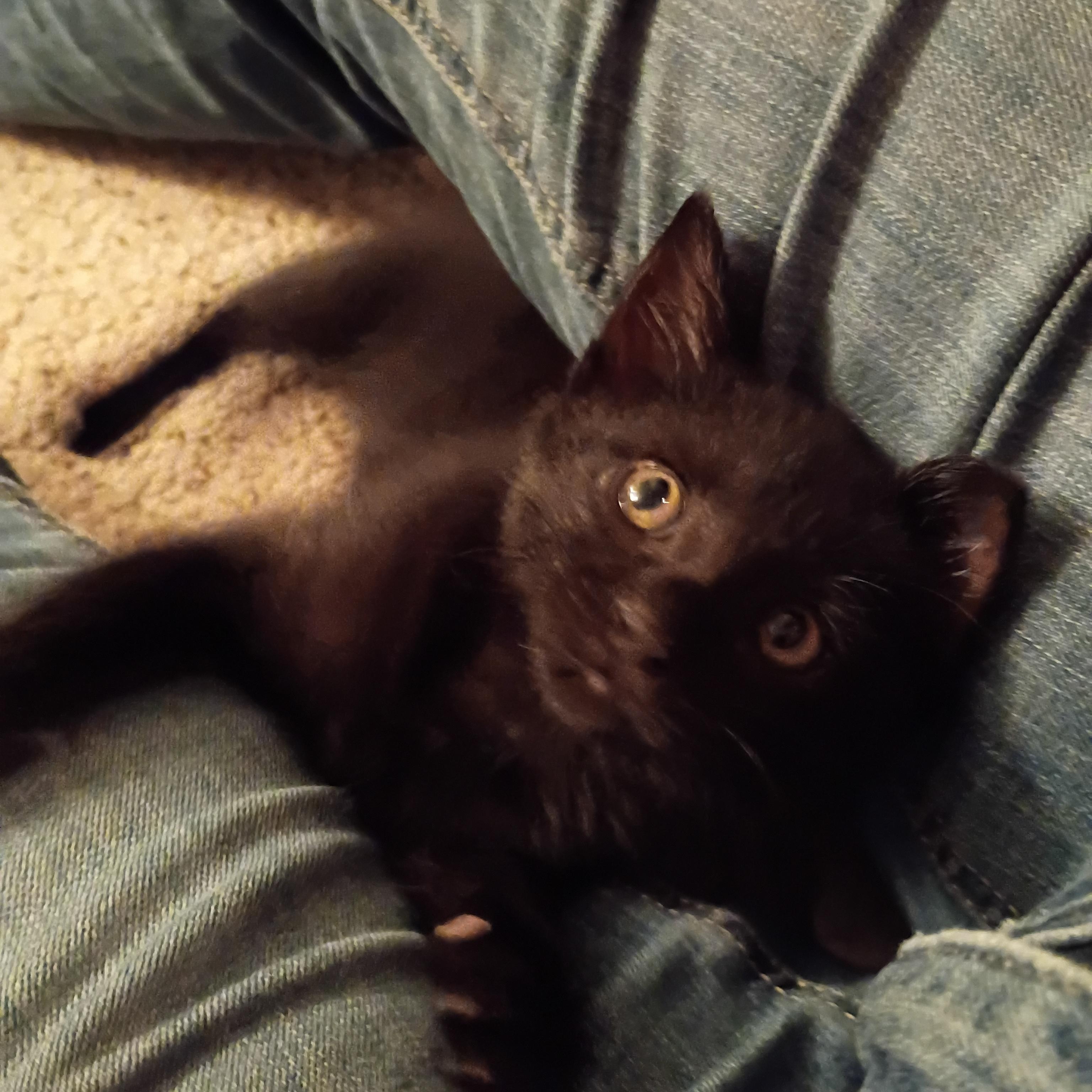Enlarge Magnum, a Adoptable Domestic Short Hair in Bordentown, NJ image 3/5