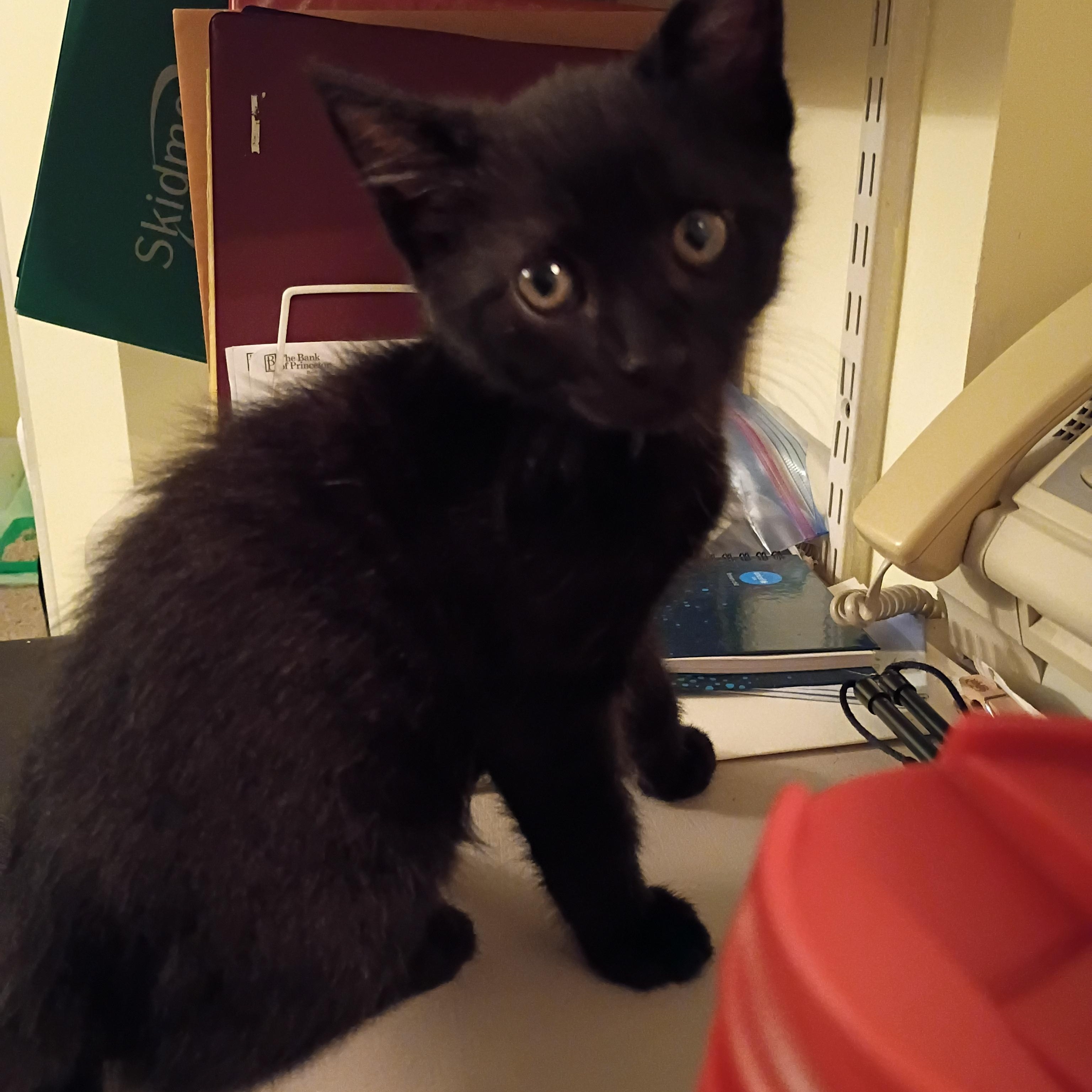 Magnum, Adoptable, Kitten Male Domestic Short Hair.