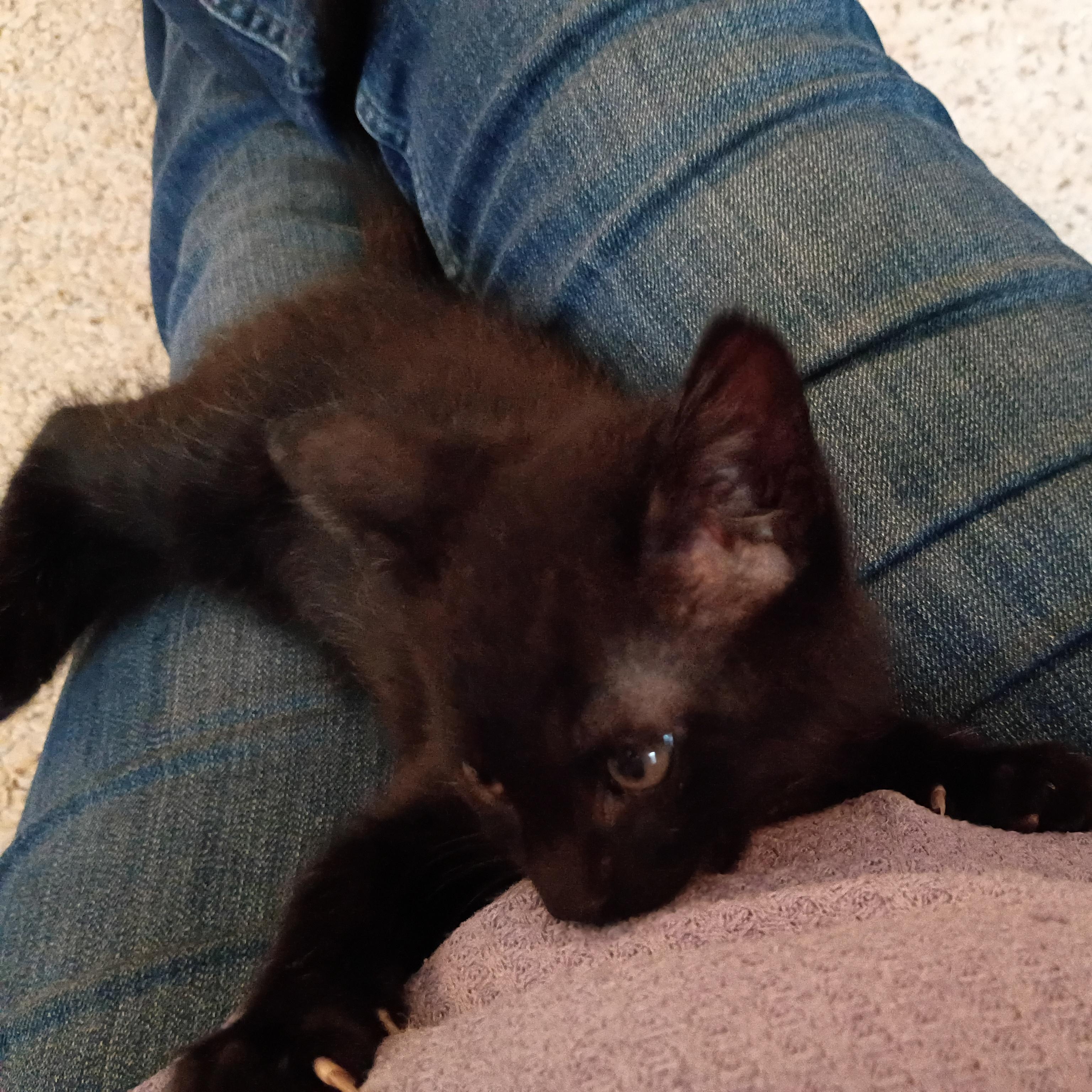 Enlarge Magnum, a Adoptable Domestic Short Hair in Bordentown, NJ image 4/5