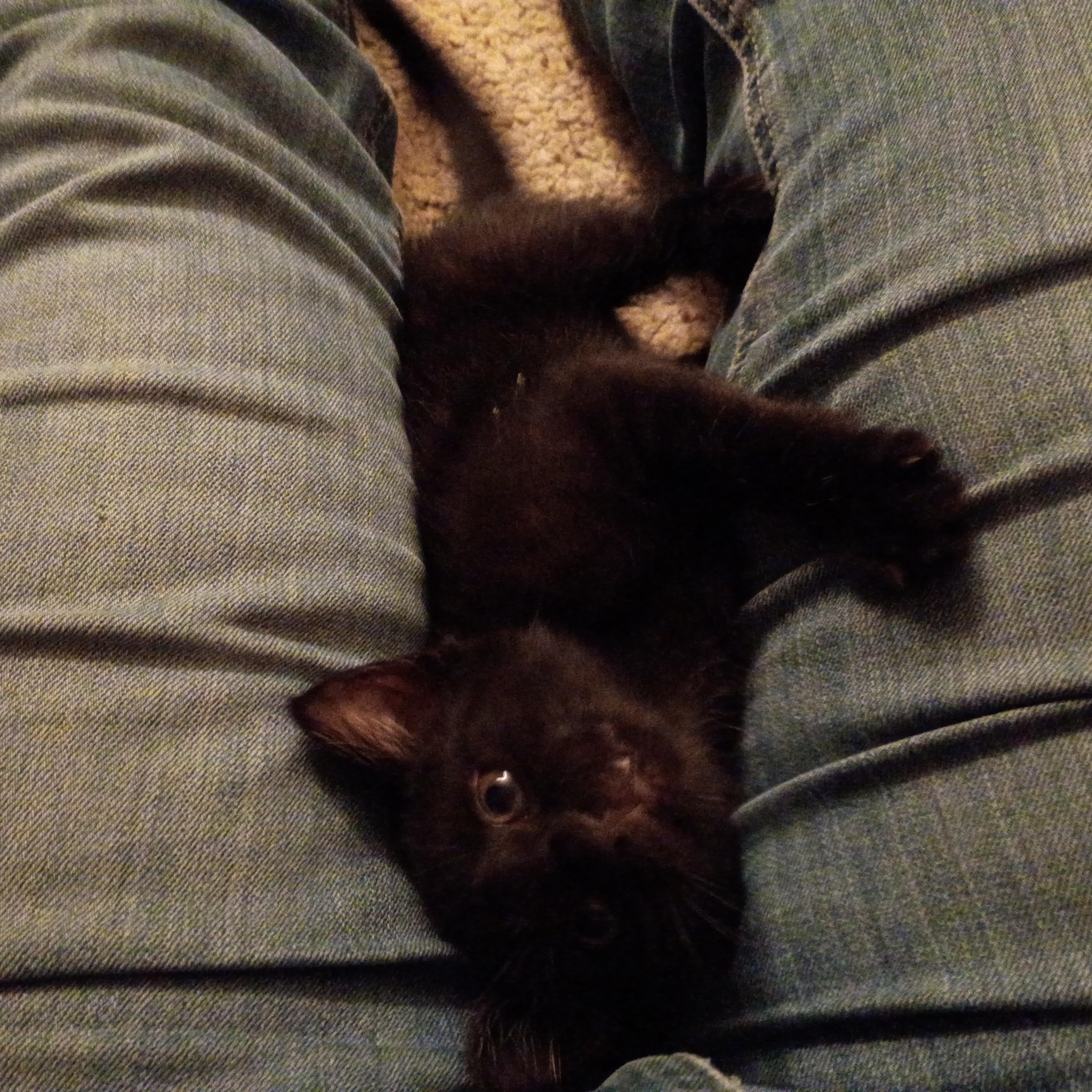 Enlarge Magnum, a Adoptable Domestic Short Hair in Bordentown, NJ image 2/5