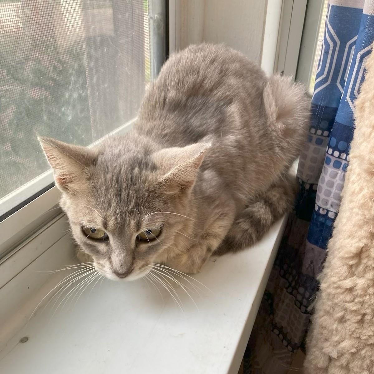 Enlarge Wrein Marie, a Adoptable Domestic Short Hair in Rochester, MN image 1/1