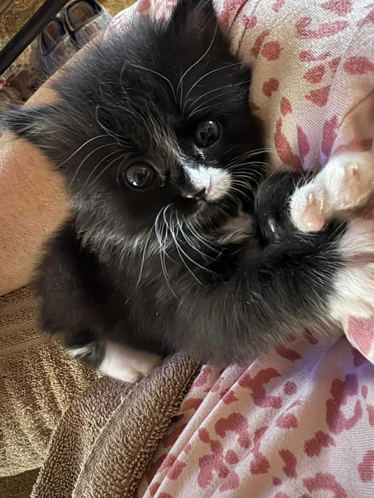 Miley Cyrus, Adopted, Kitten Female Domestic Medium Hair.