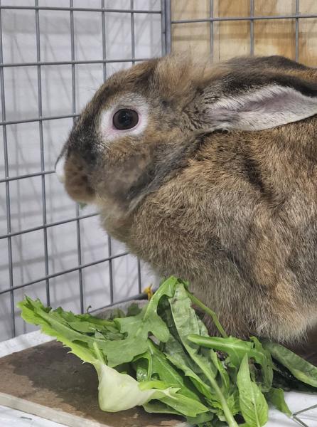 Muffin, Adoptable, Adult Female Lionhead.