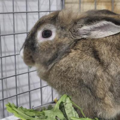 Muffin, Adoptable, Adult Female Lionhead.