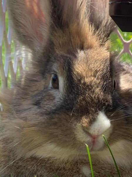 Enlarge Muffin, a Adoptable Lionhead in Kalamazoo, MI image 2/6