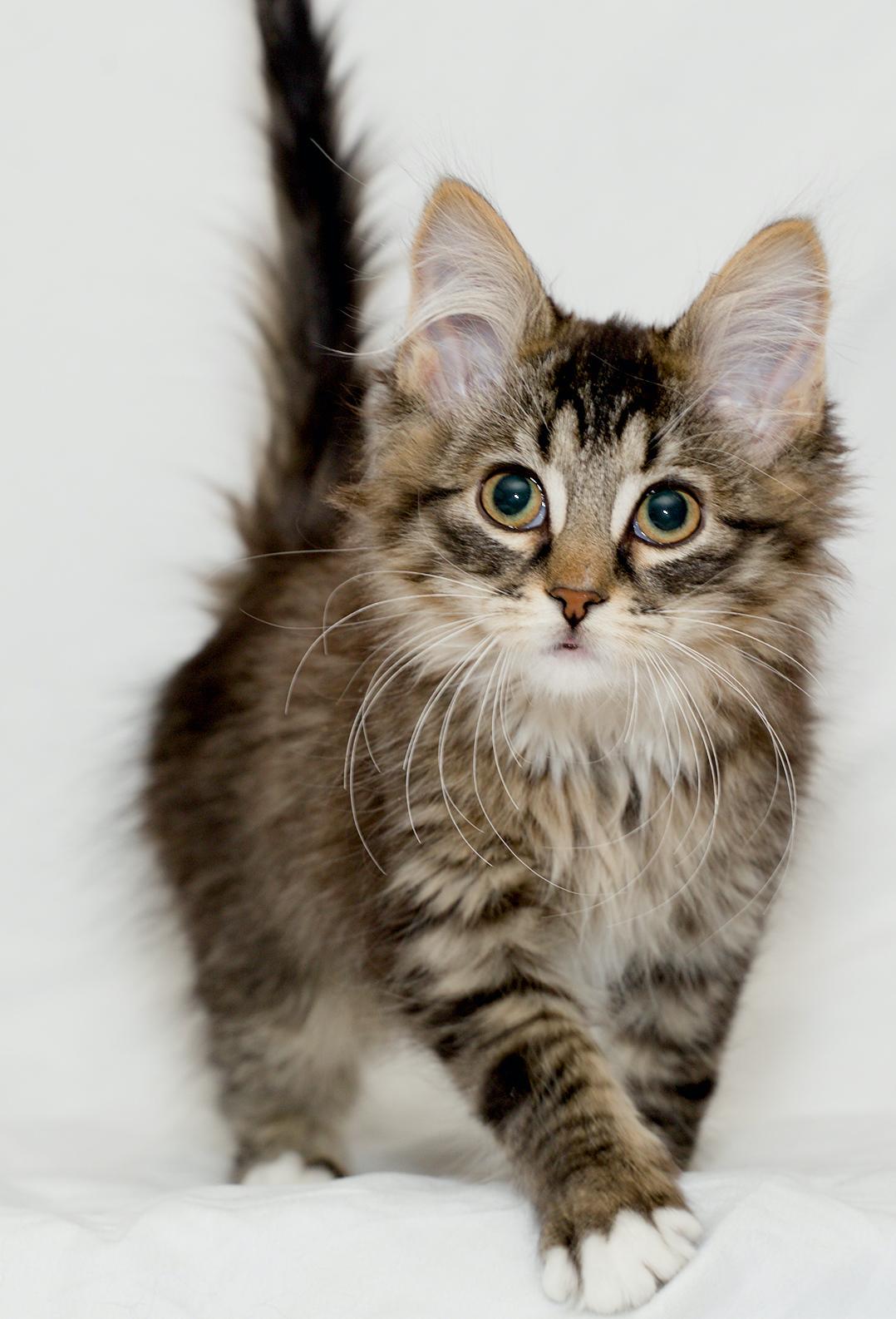 Enlarge Elphaba, an adopted Domestic Medium Hair in Washburn, WI image 2/3