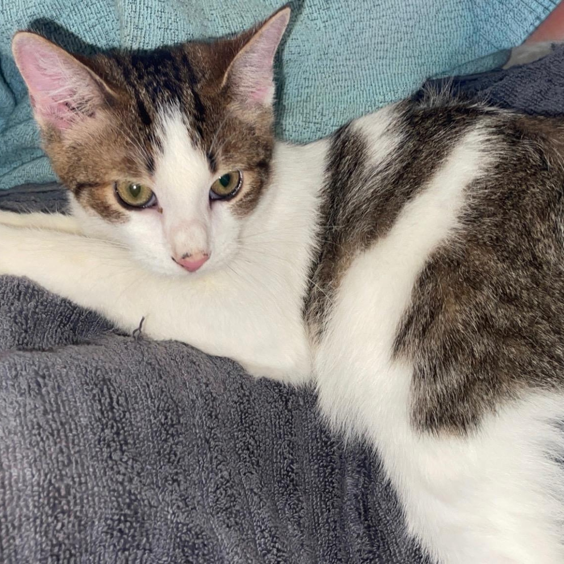 Levi, Young Male Domestic Short Hair