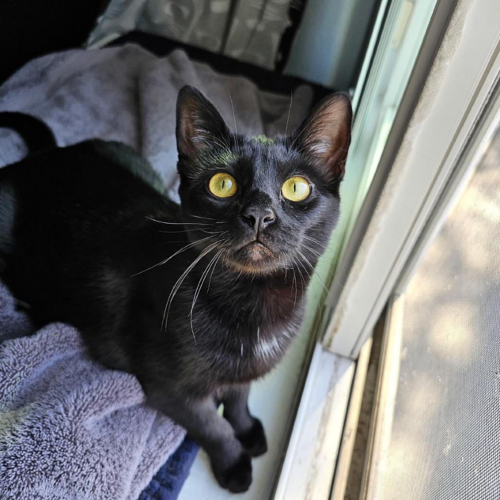 Luna — thumbnail 2