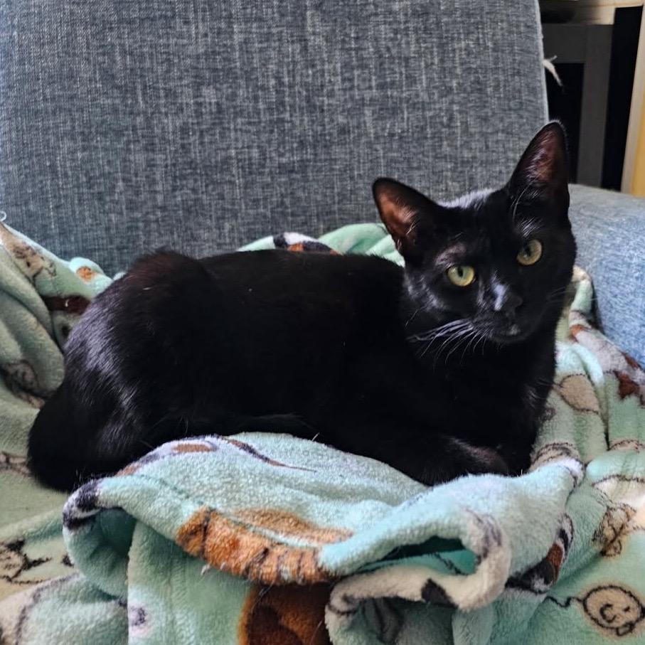 Luna — thumbnail 3