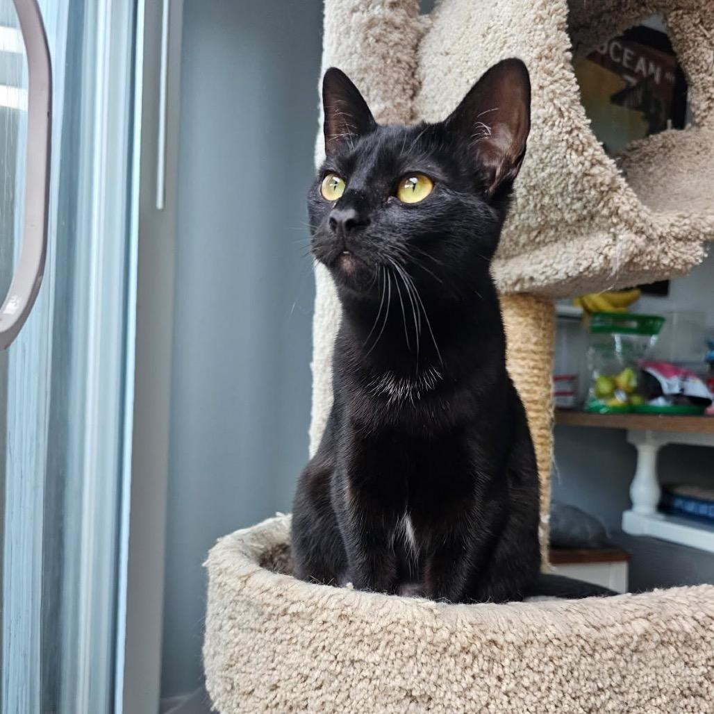 Luna — thumbnail 4